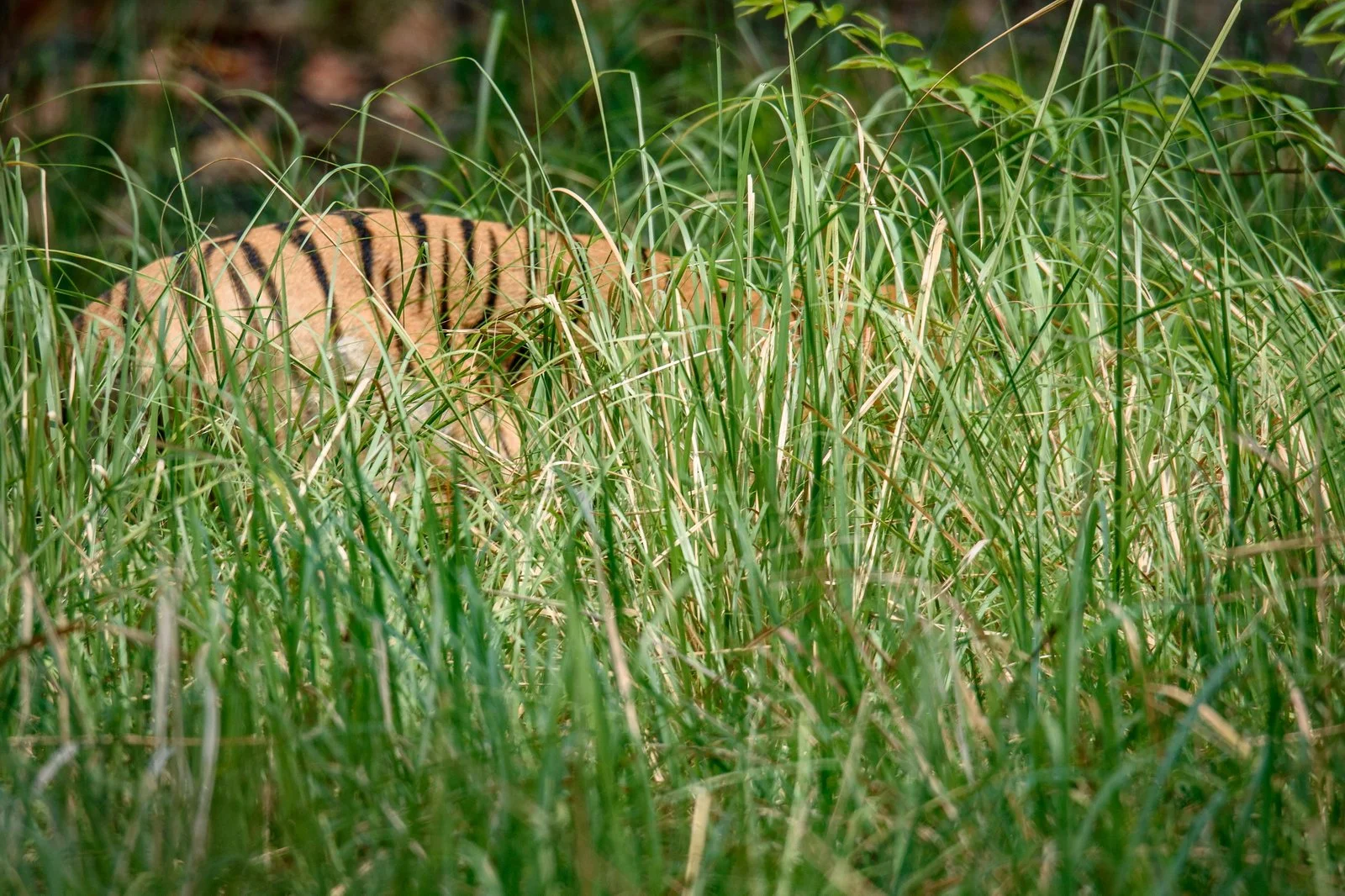 Bengal Tiger walking half hidden among grasses