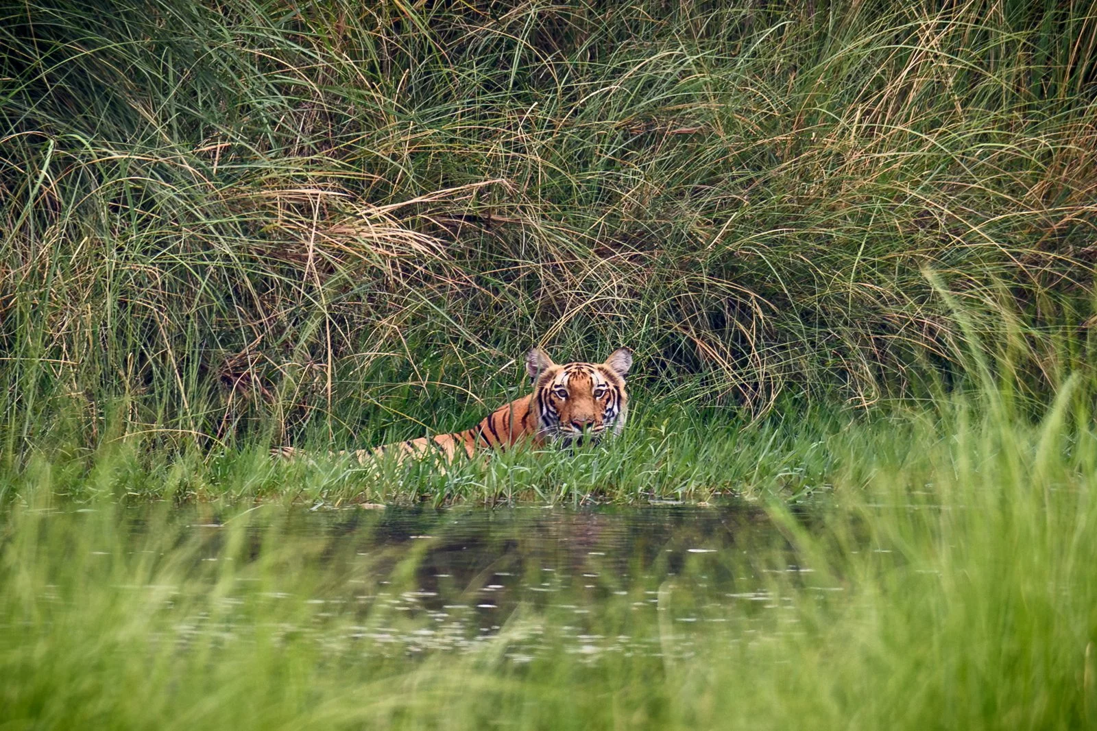 Bengal Tiger cooling off in Karnali river