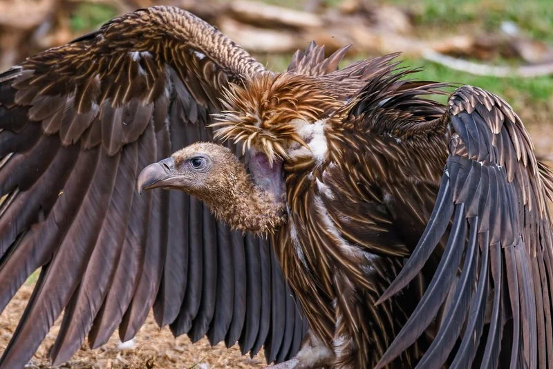 A Restaurant for Vultures: Conservation in Action