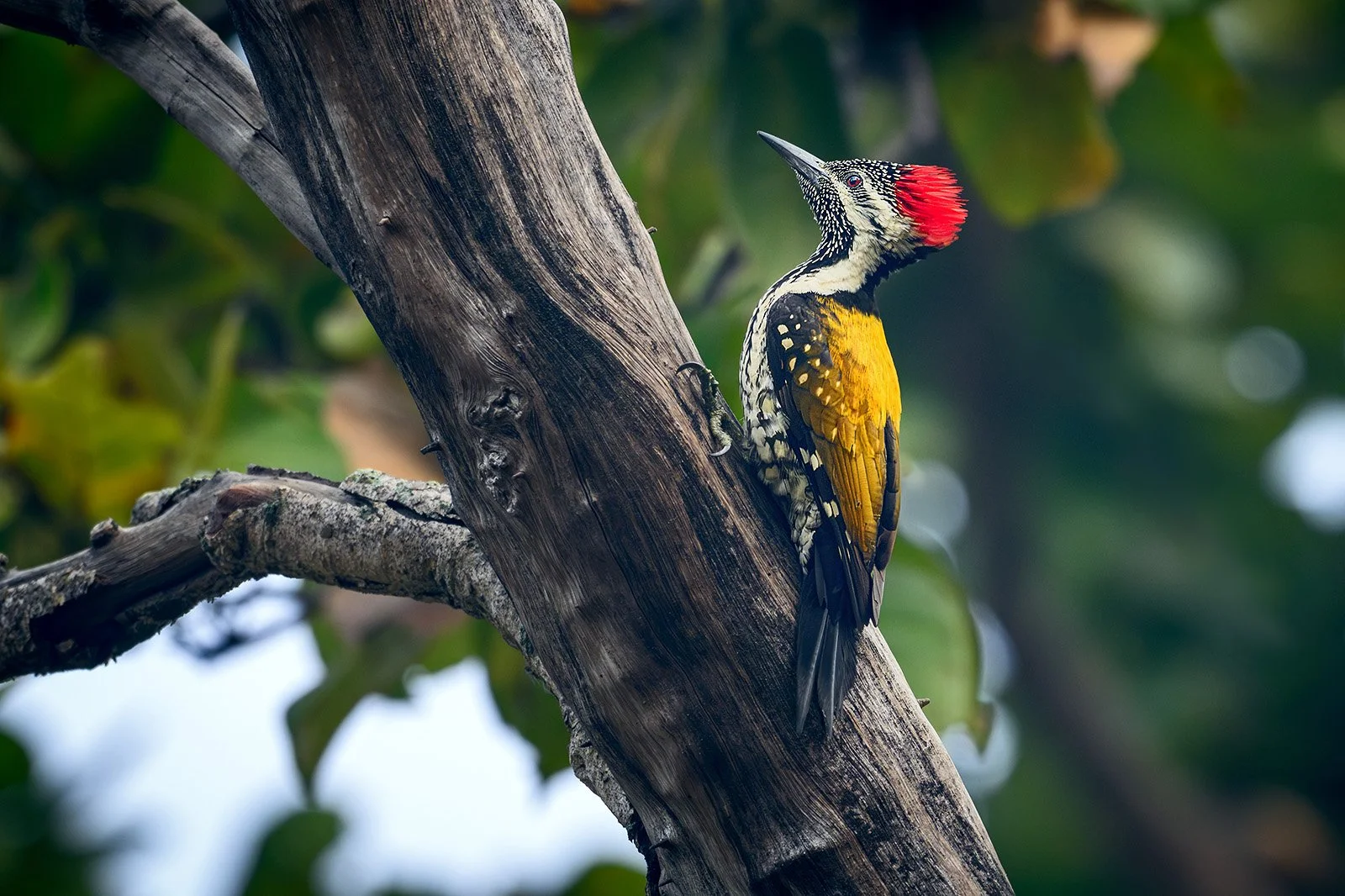 Black-rumped Flameback Inside Dhanushadham Protected Forest