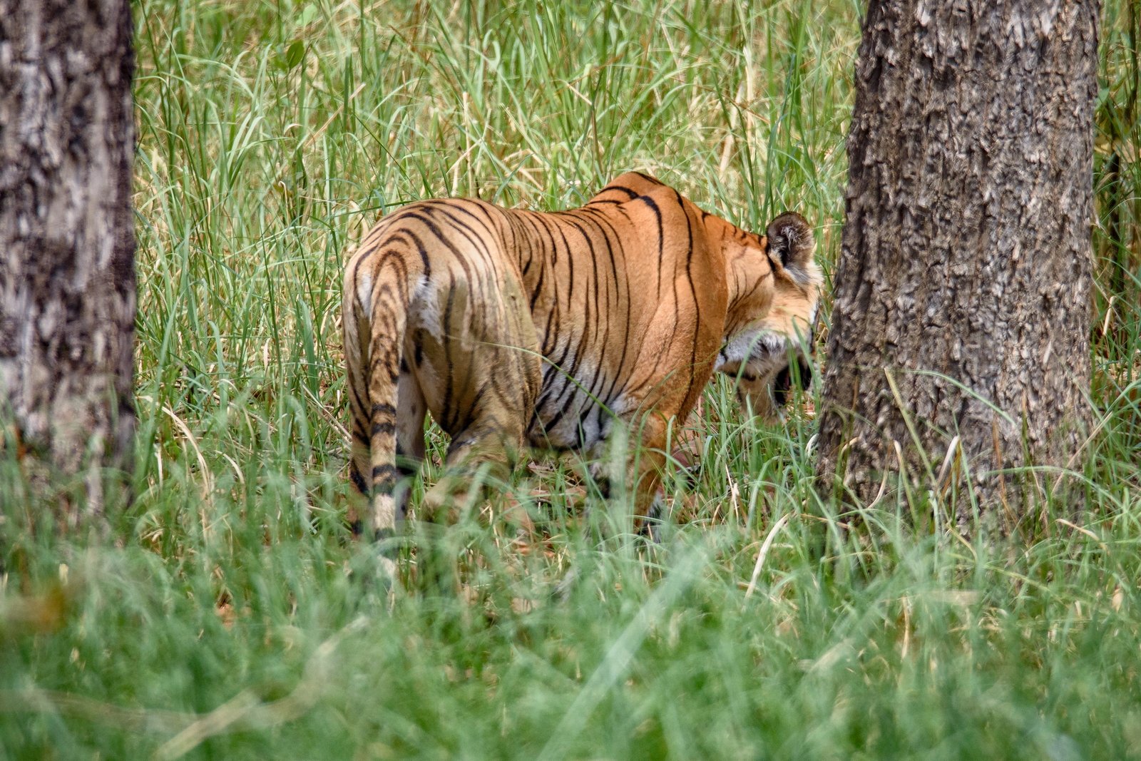 The Photograph I Never Took: A Tiger Encounter in Bardia National Park