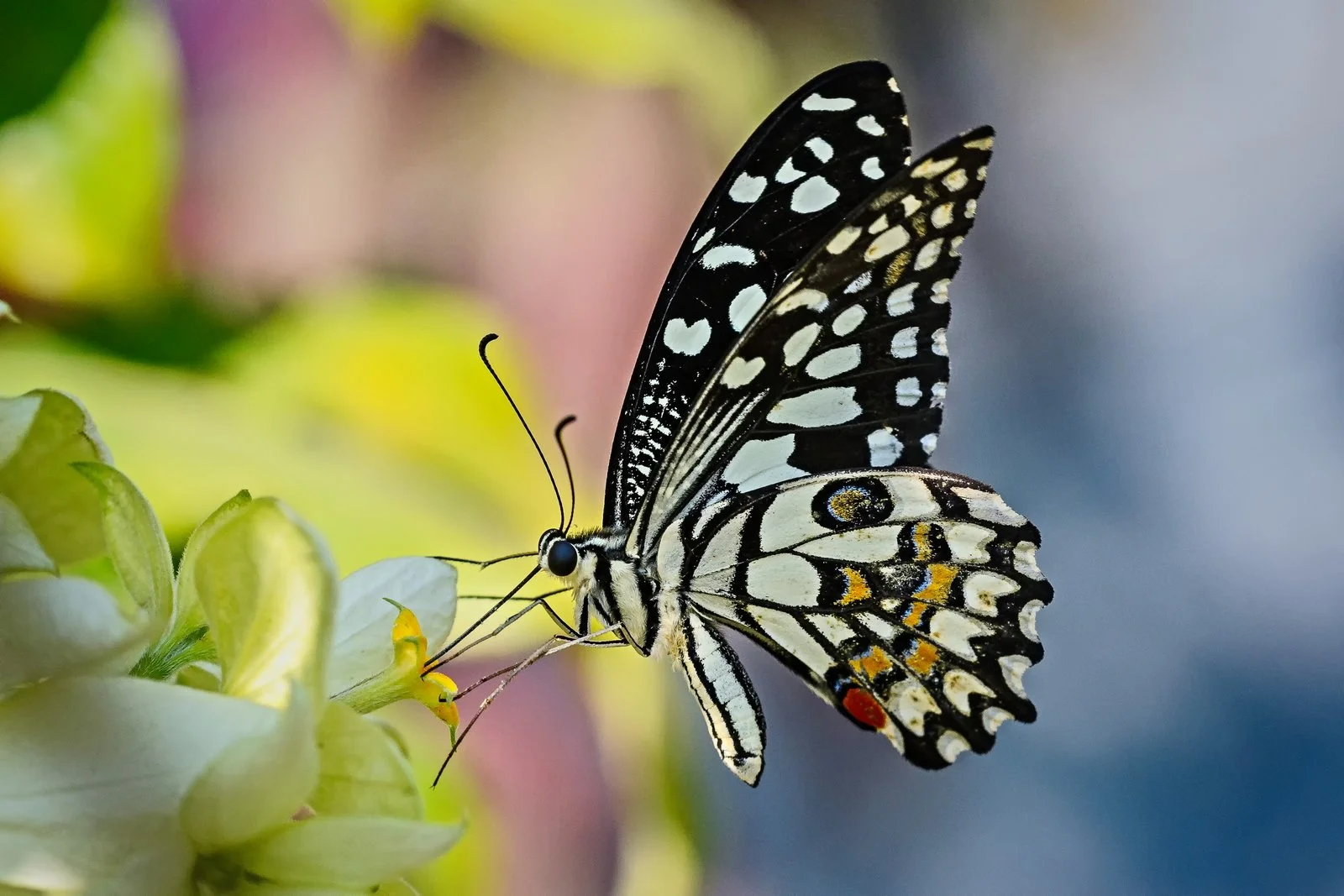 Macro shot of a Lime Swallowtail Butterfly