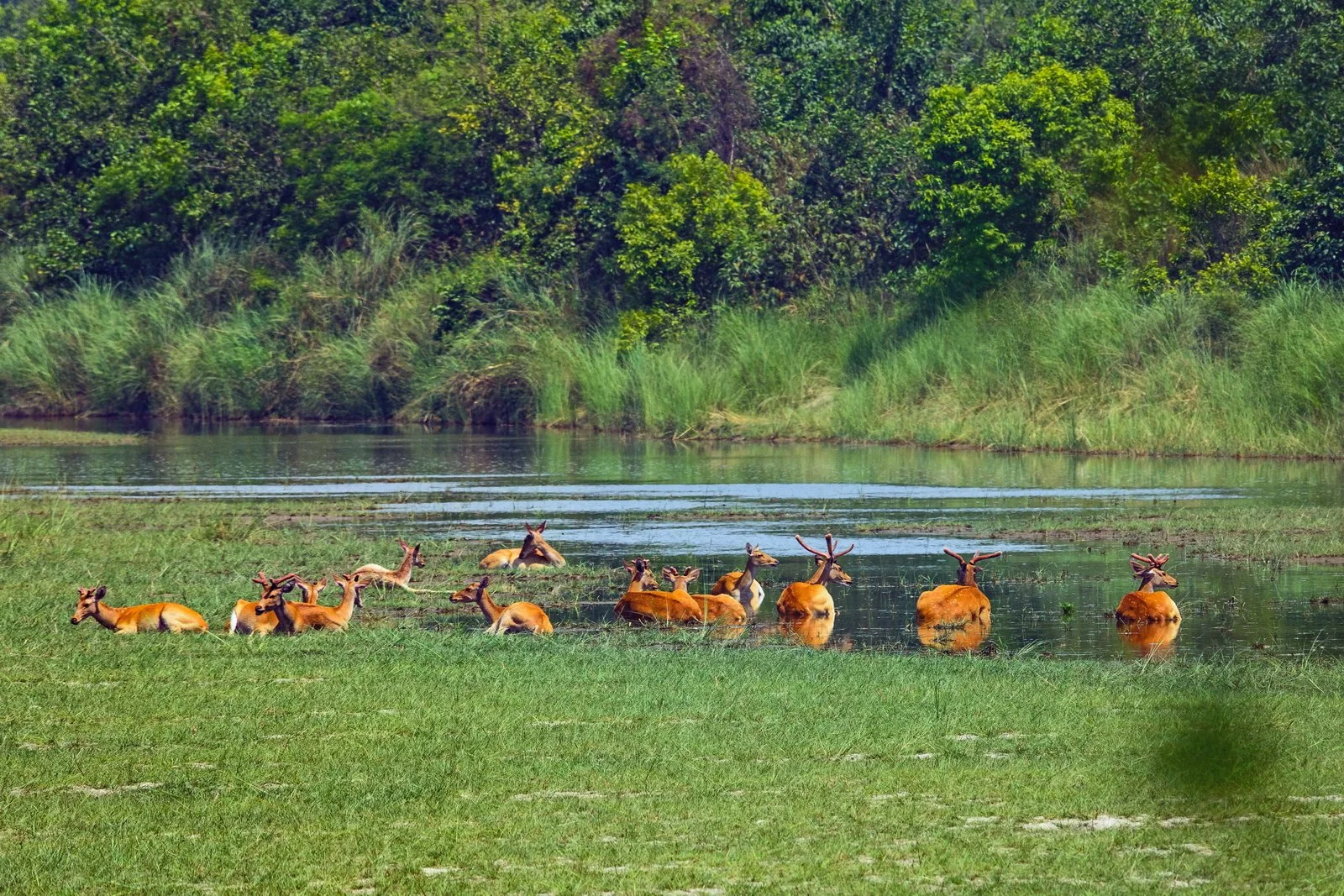Swamp Deers sitting in river