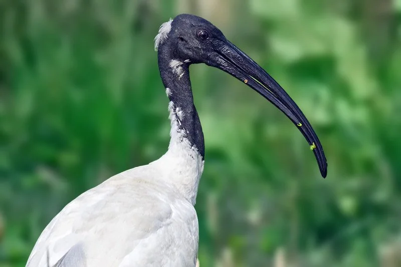 A Hidden Biodiversity Haven in Dhanusha