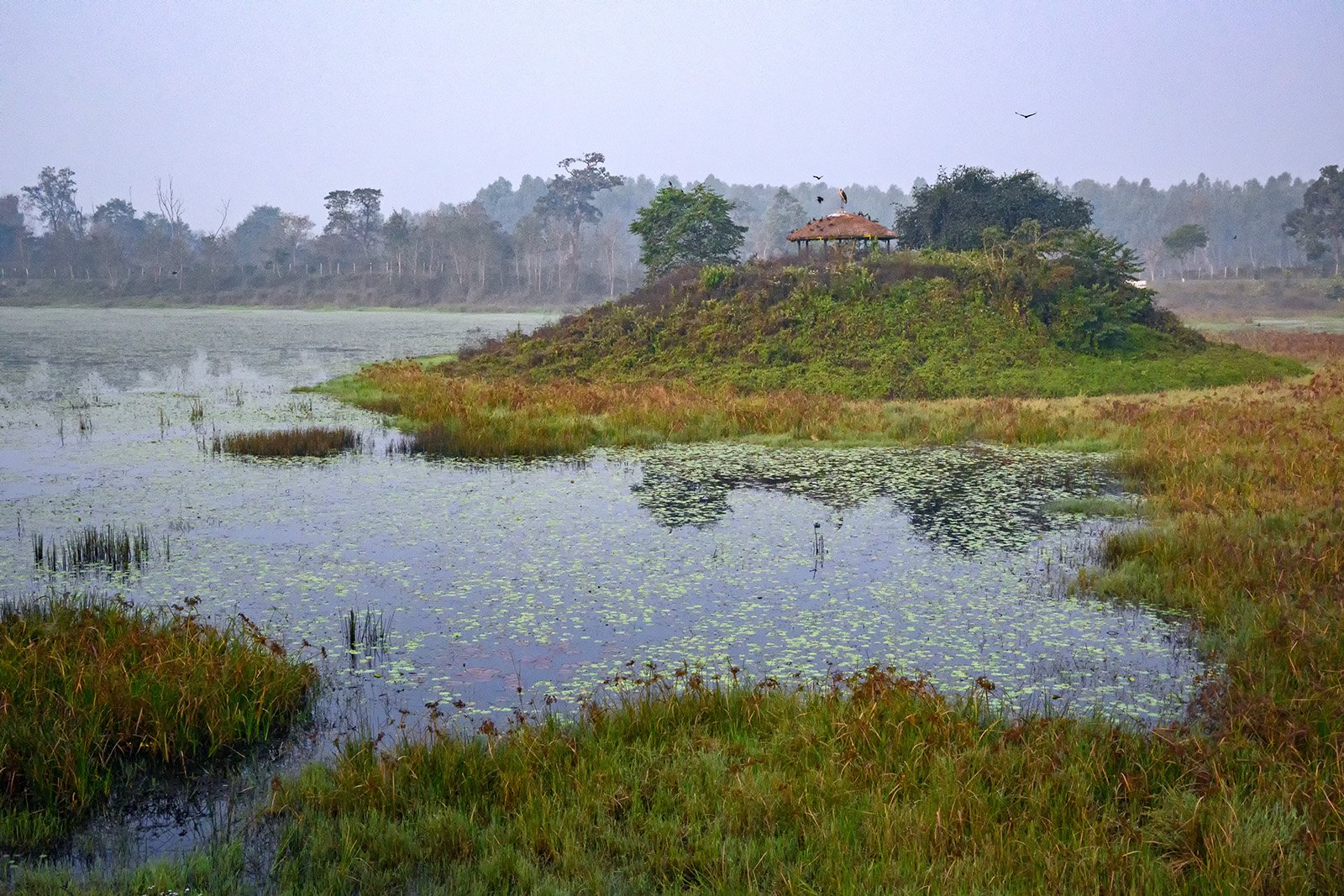 Restored Natural Wetland Inside Dhanushadham Protected Forest