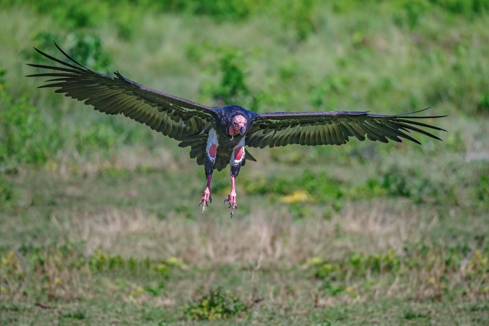 Red-headed Vulture Wings Spread in Flight, About to Land