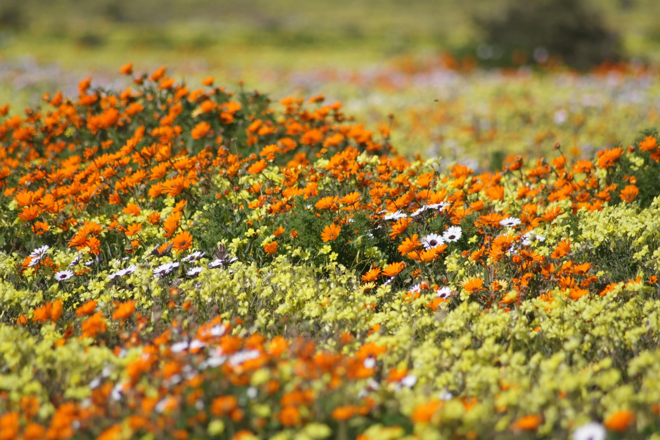 A vibrant flower garden with orange, yellow, white, and purple flowers in full bloom.