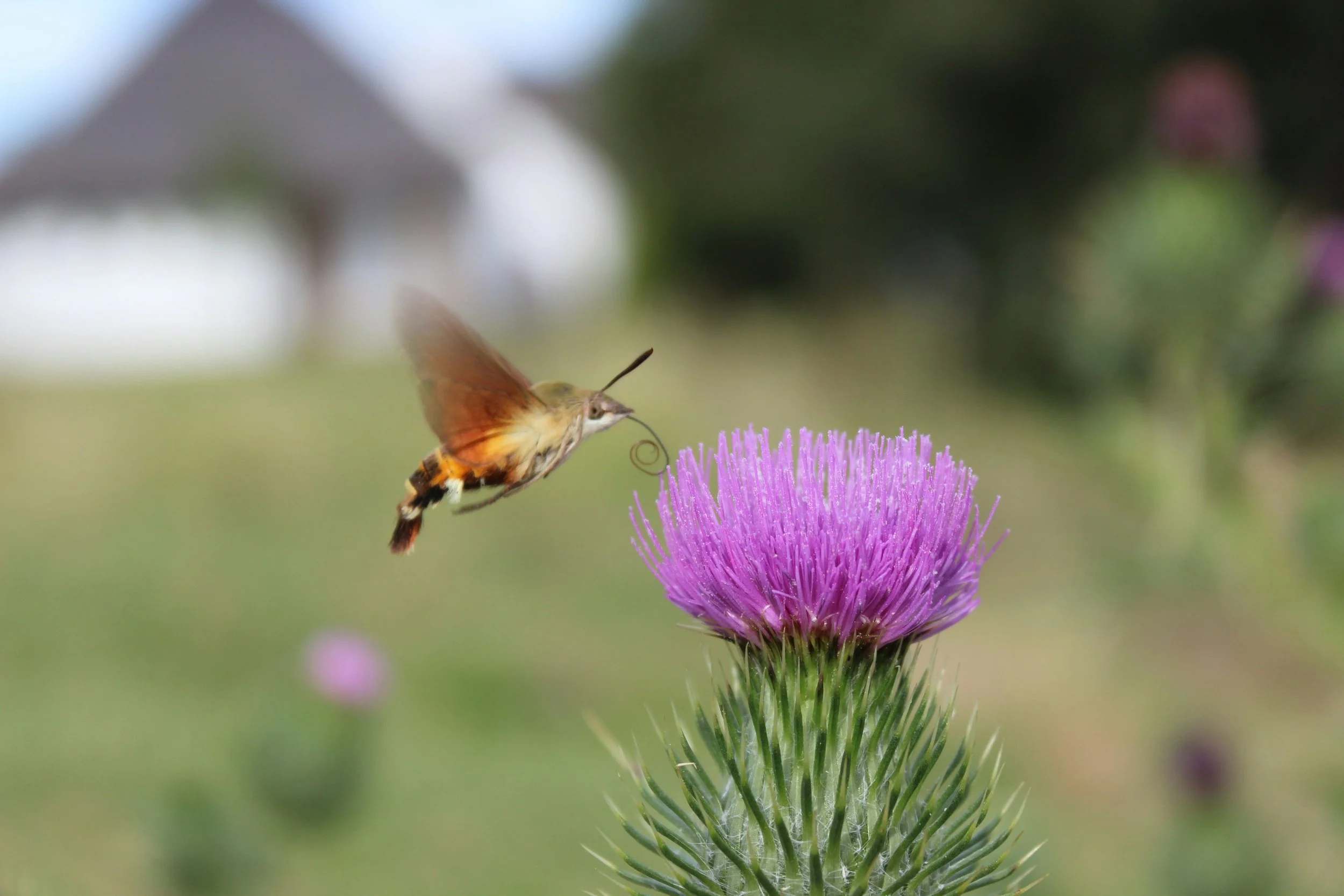 A hummingbird hawk-moth hovering near a purple thistle flower, with a blurred green and brown background.