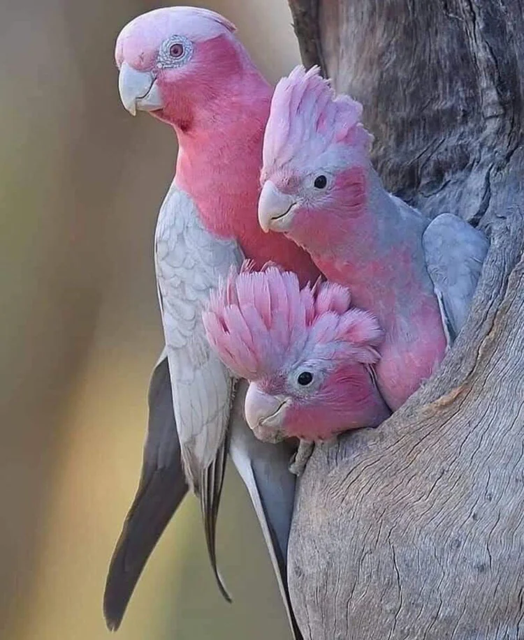 Three pink and grey galahs nestled together beside a tree hollow.