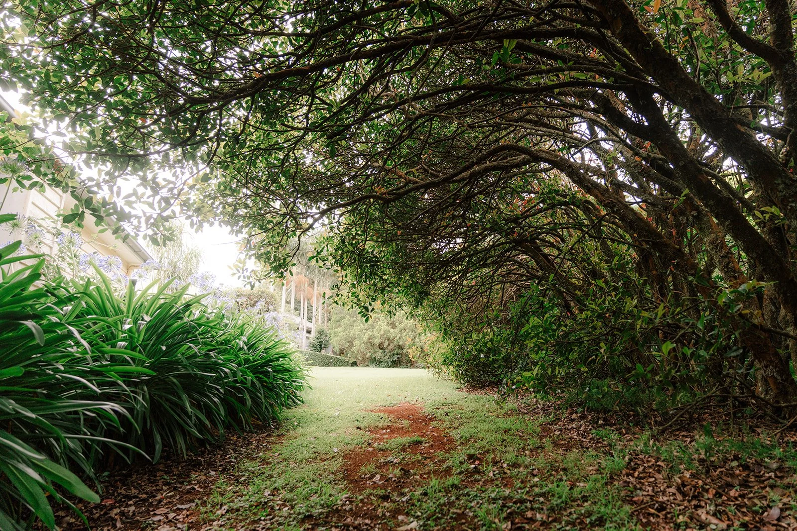 A grassy pathway shaded by overhanging trees and bushes in a garden, with a glimpse of a house and tree-covered hillside in the background.