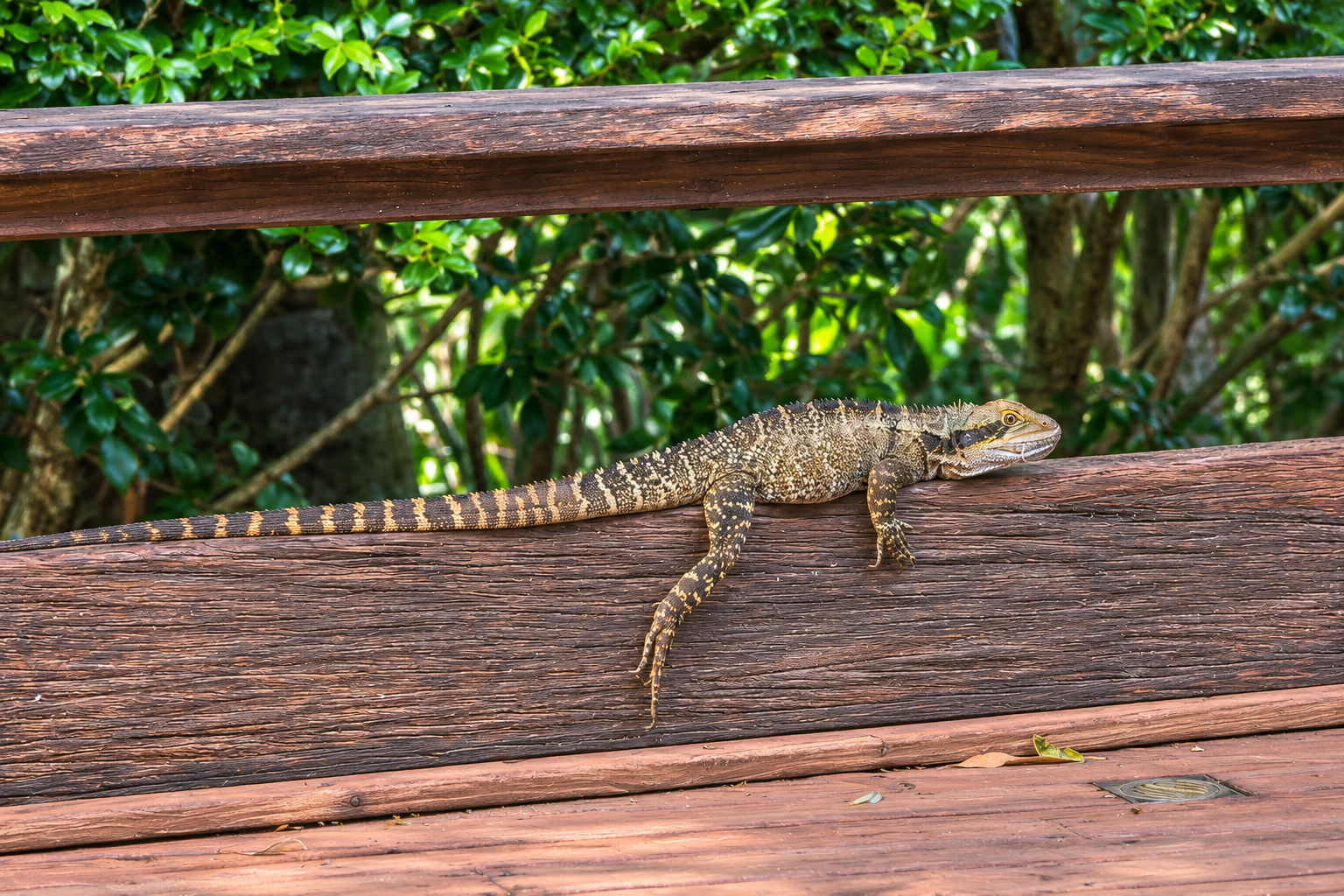 A water dragon resting on a timber railing beside leafy gardens at Shambala’s Waterfall Pavilion
