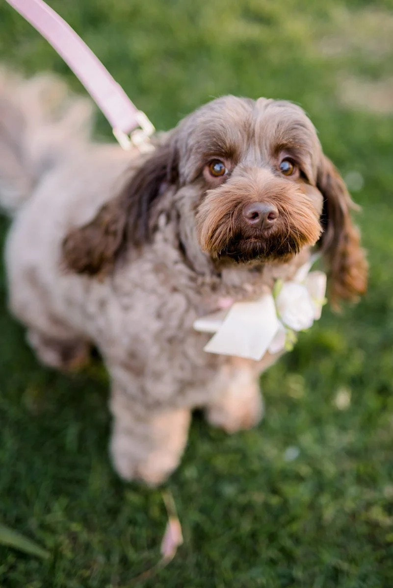 pet-portrait.jpg