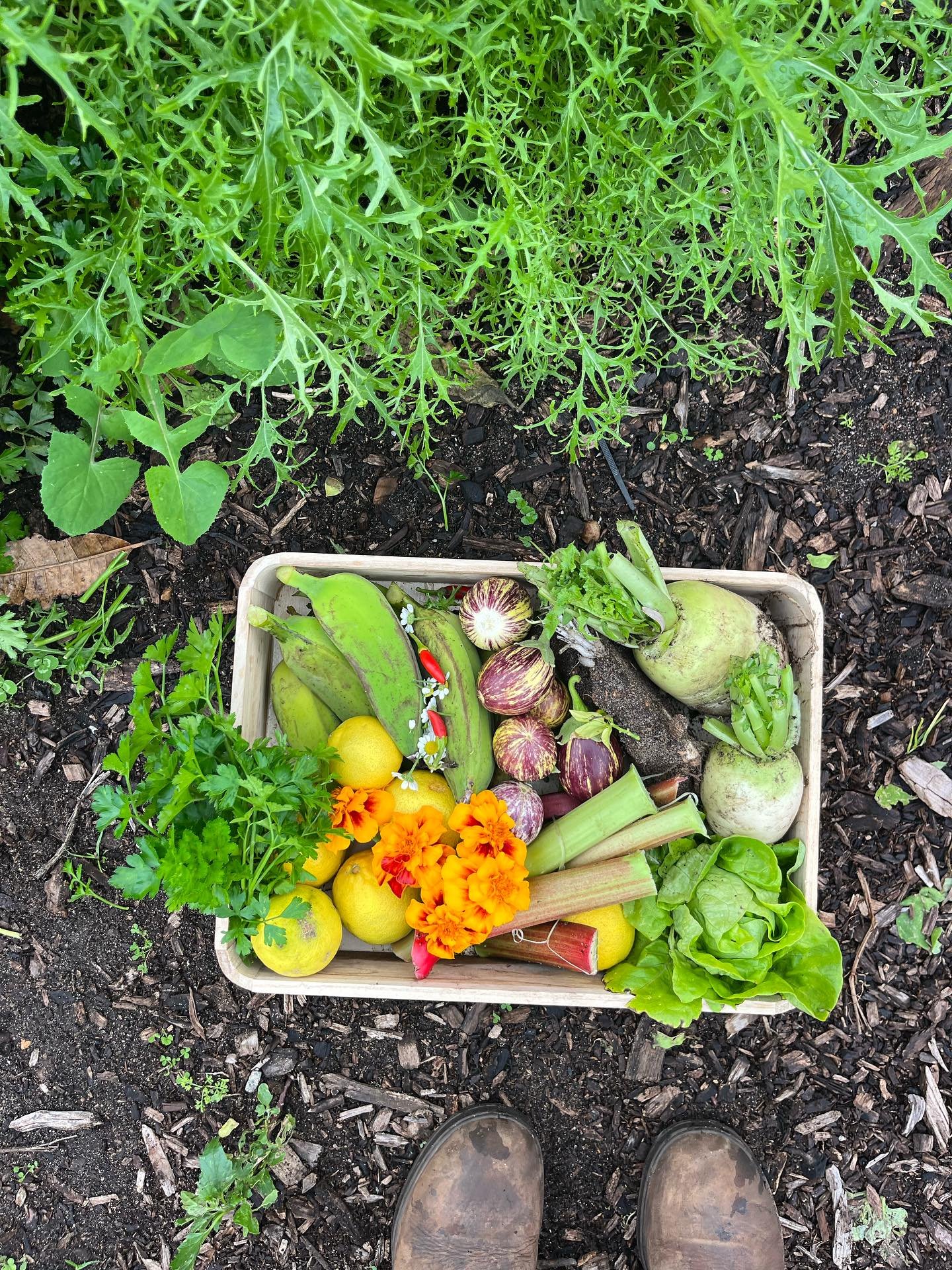 Community garden on Saturday&lsquo;s; connecting with local people over nature &amp; our food, my favourite part of the week. In the end it&rsquo;s all about connection and caring.