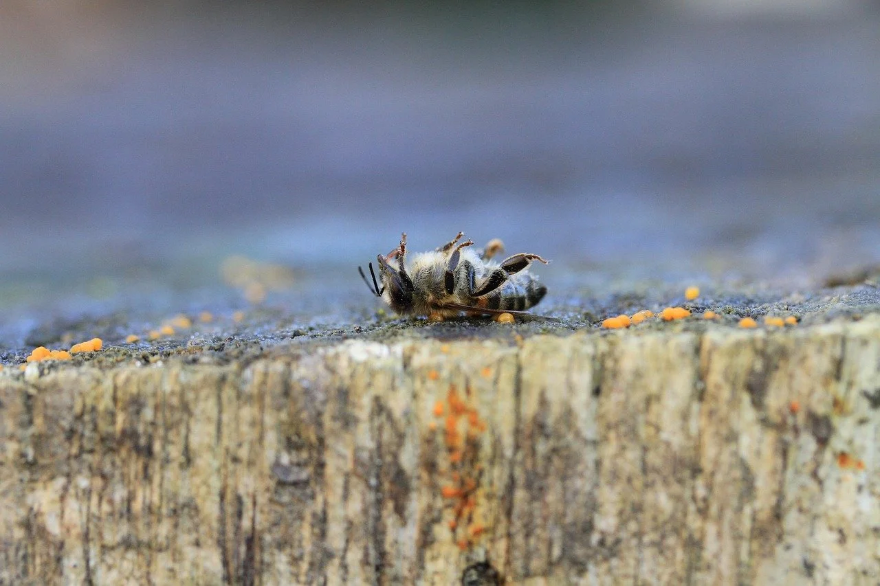 There are many challenges beekeepers have to face | Solvang Gård