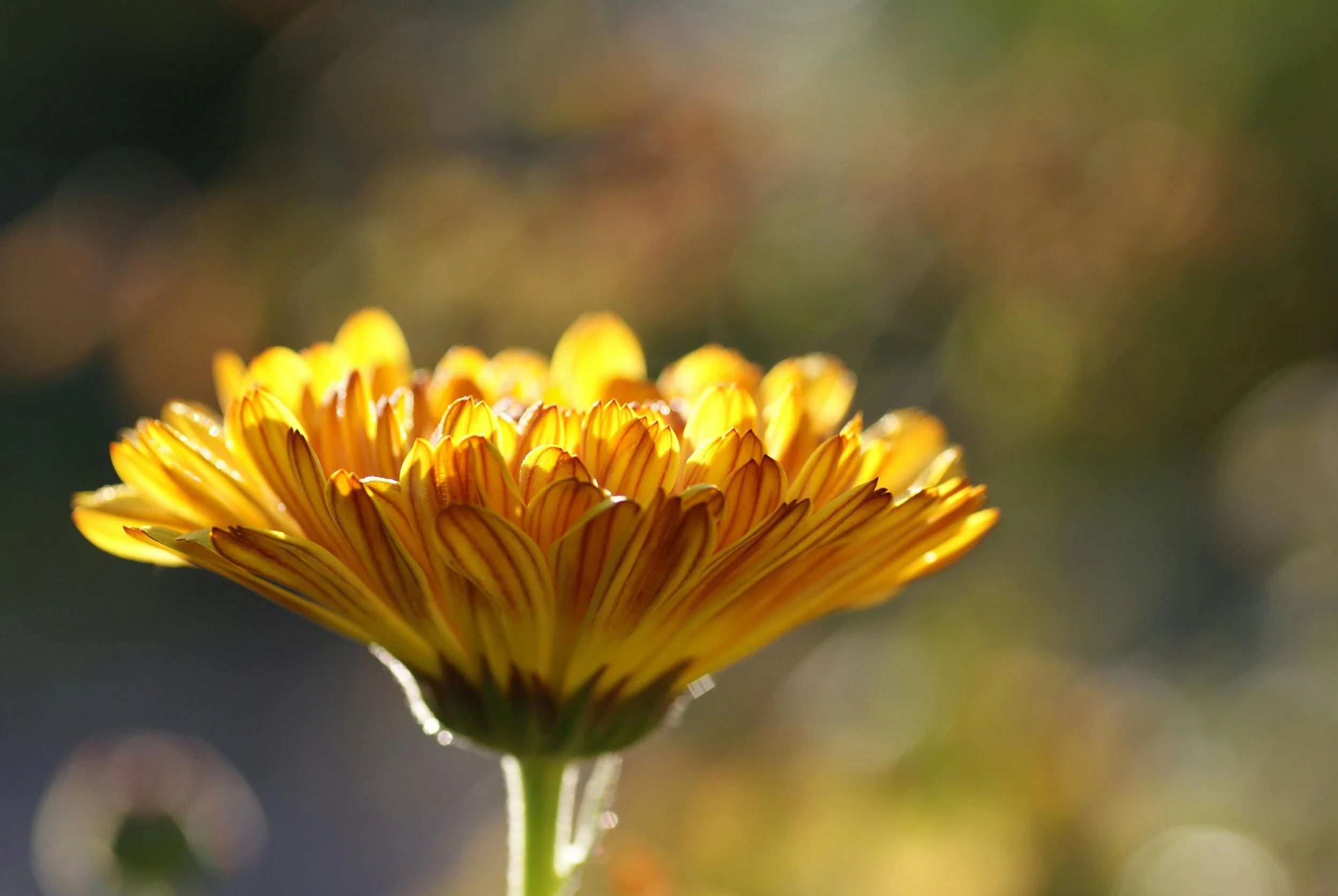 The calendula plant (calendula officinalis) has many medicinal benefits | Solvang Gård