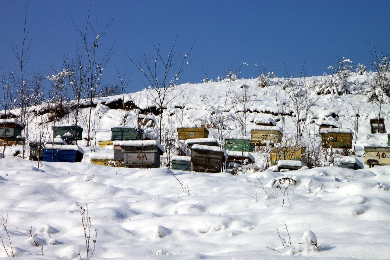 Bee hives in snow | Solvang Gård