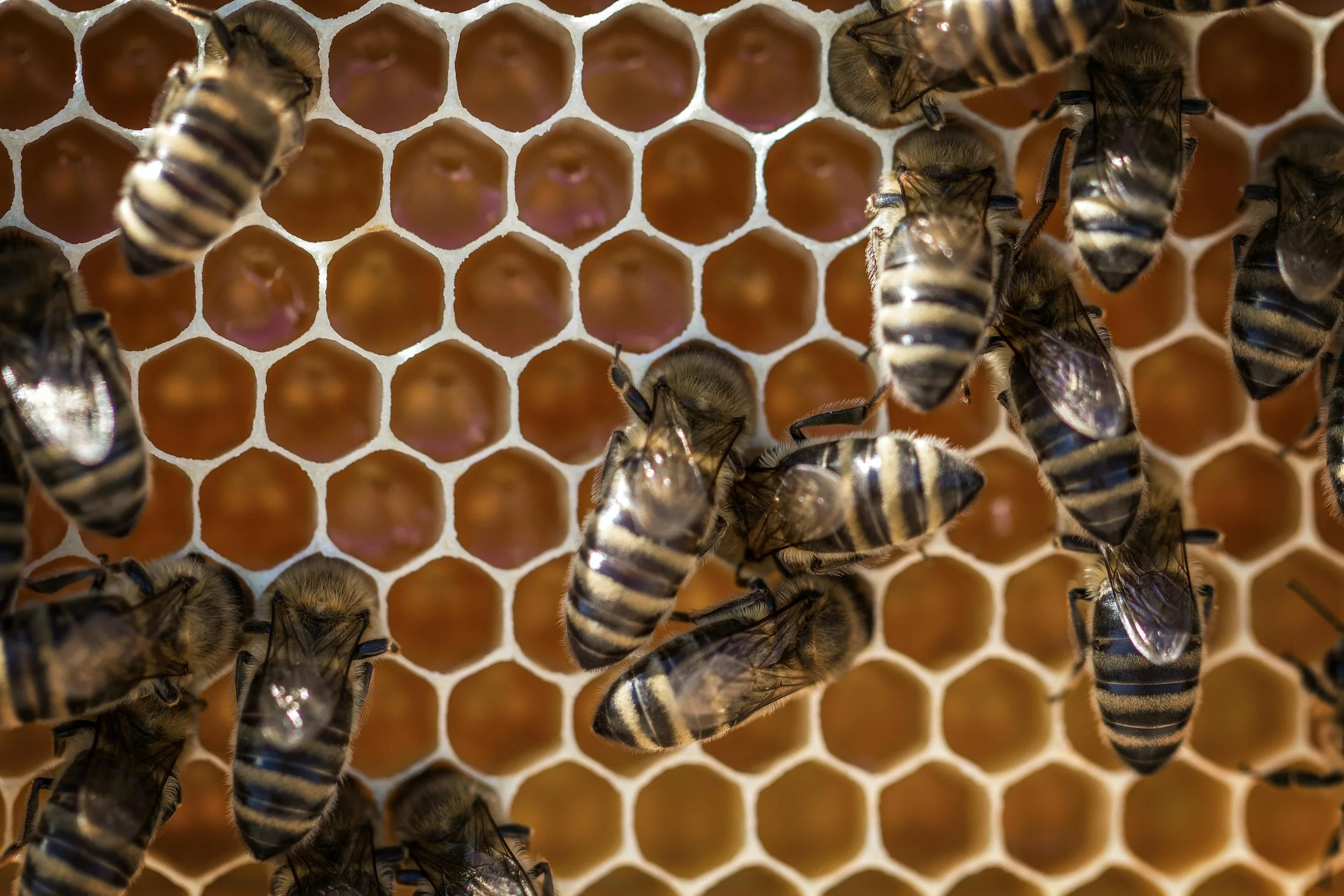 Beginner's Beekeeping Guide for Homesteaders