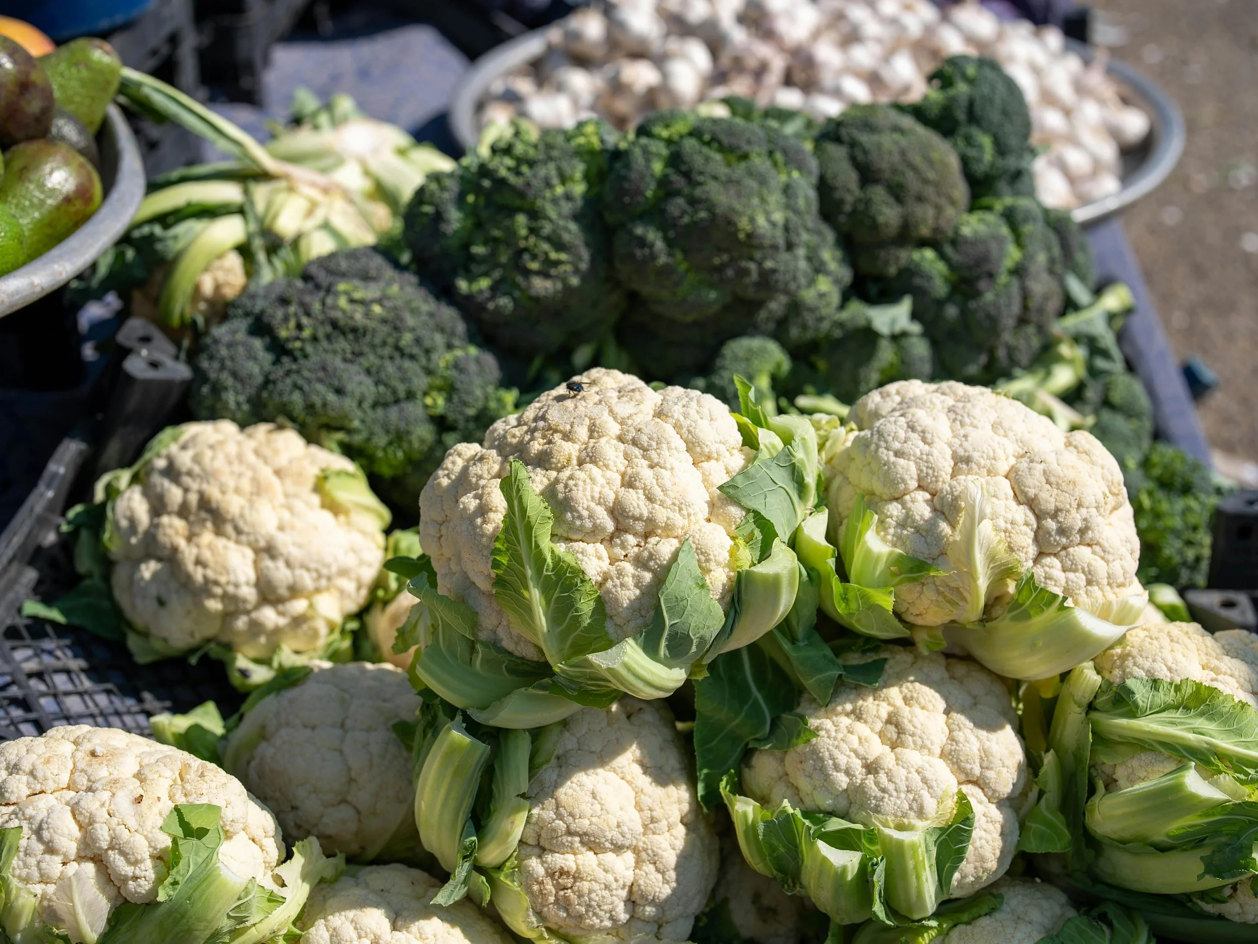 Don't grow broccoli and cauliflower too early to avoid bolting | Solvang Gård