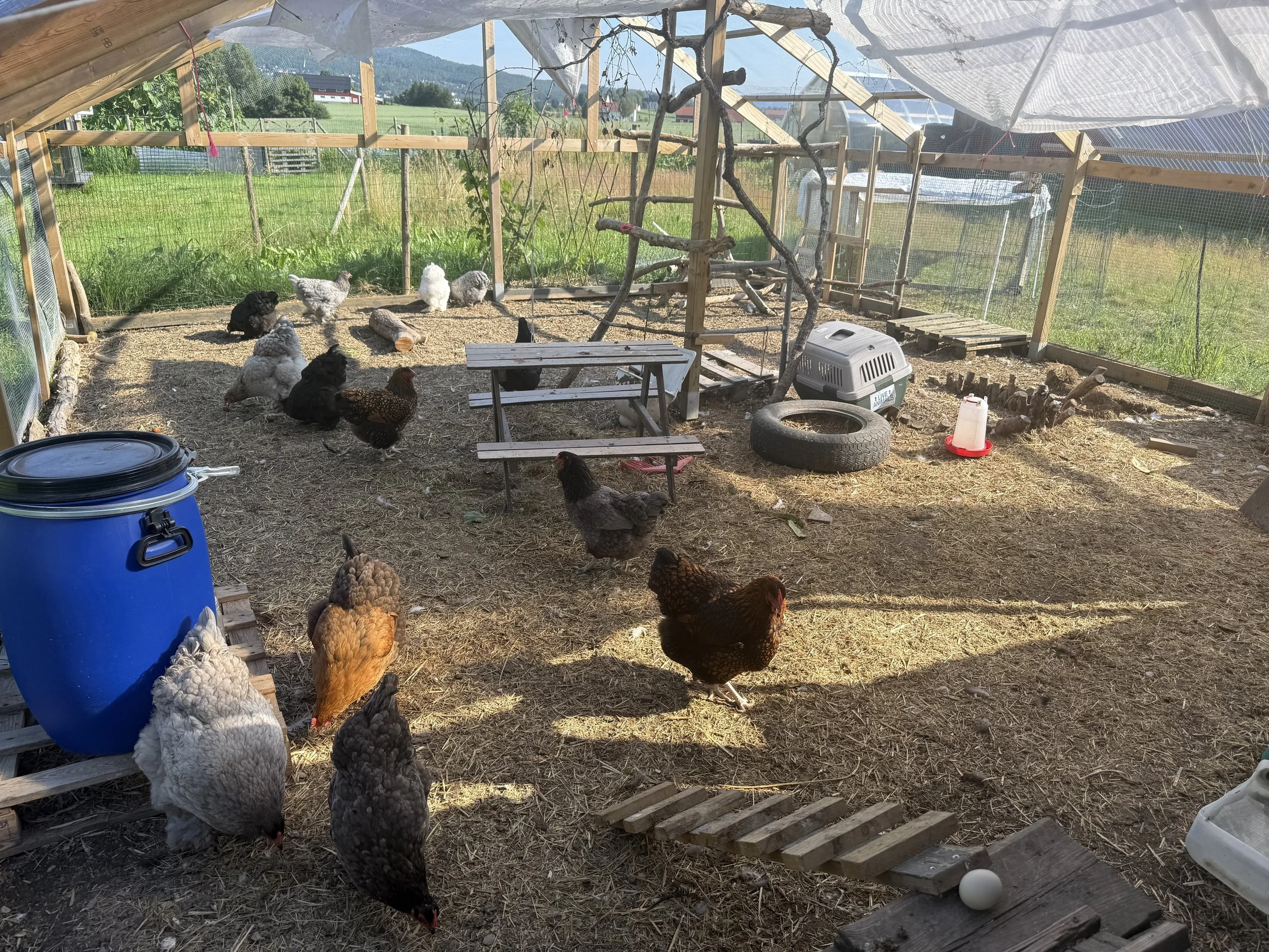 To avoid a muddy chicken run, use wood chips or straw as bedding | Solvang Gård