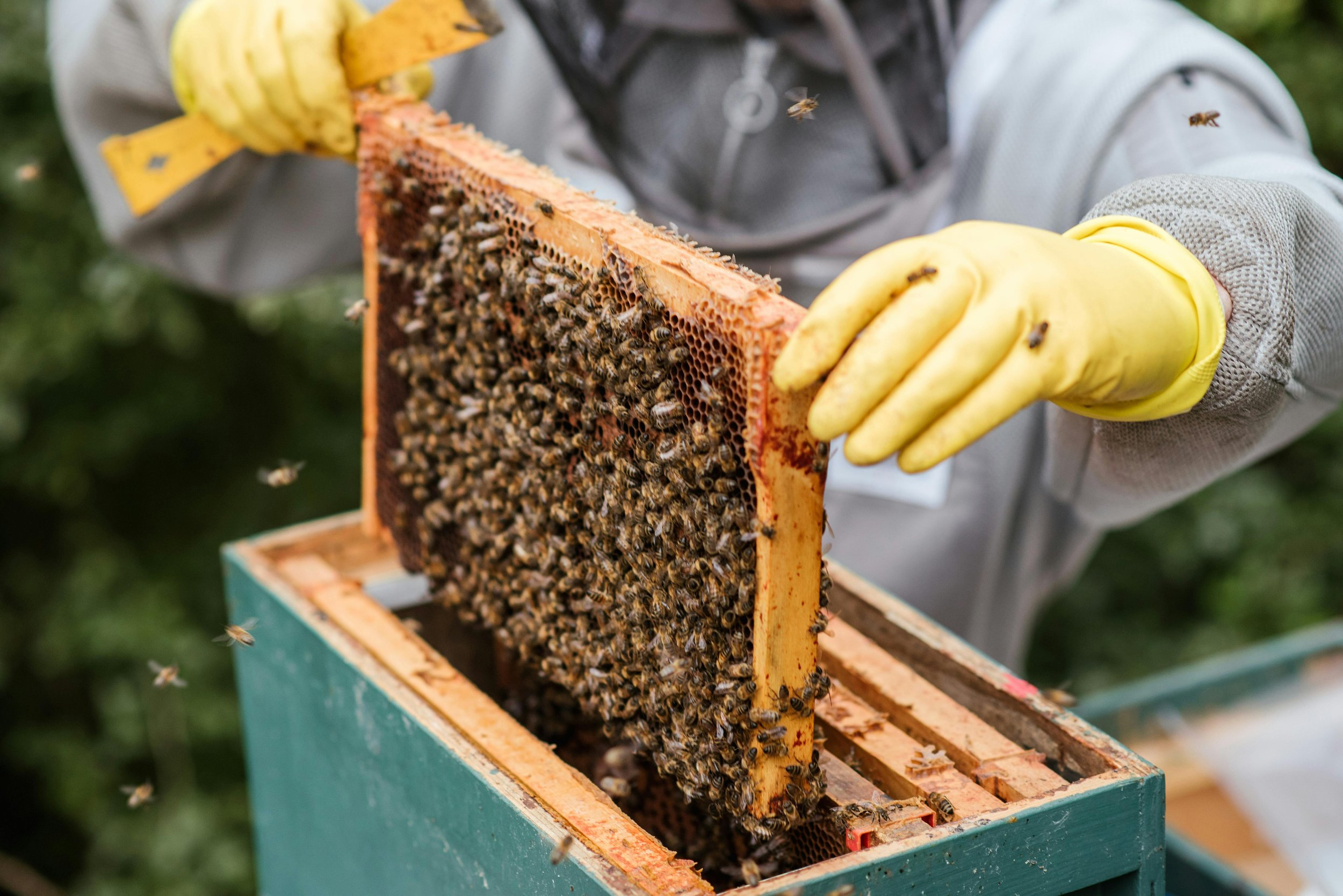 Beekeeper checking a frame in a beehive | Solvang Gård