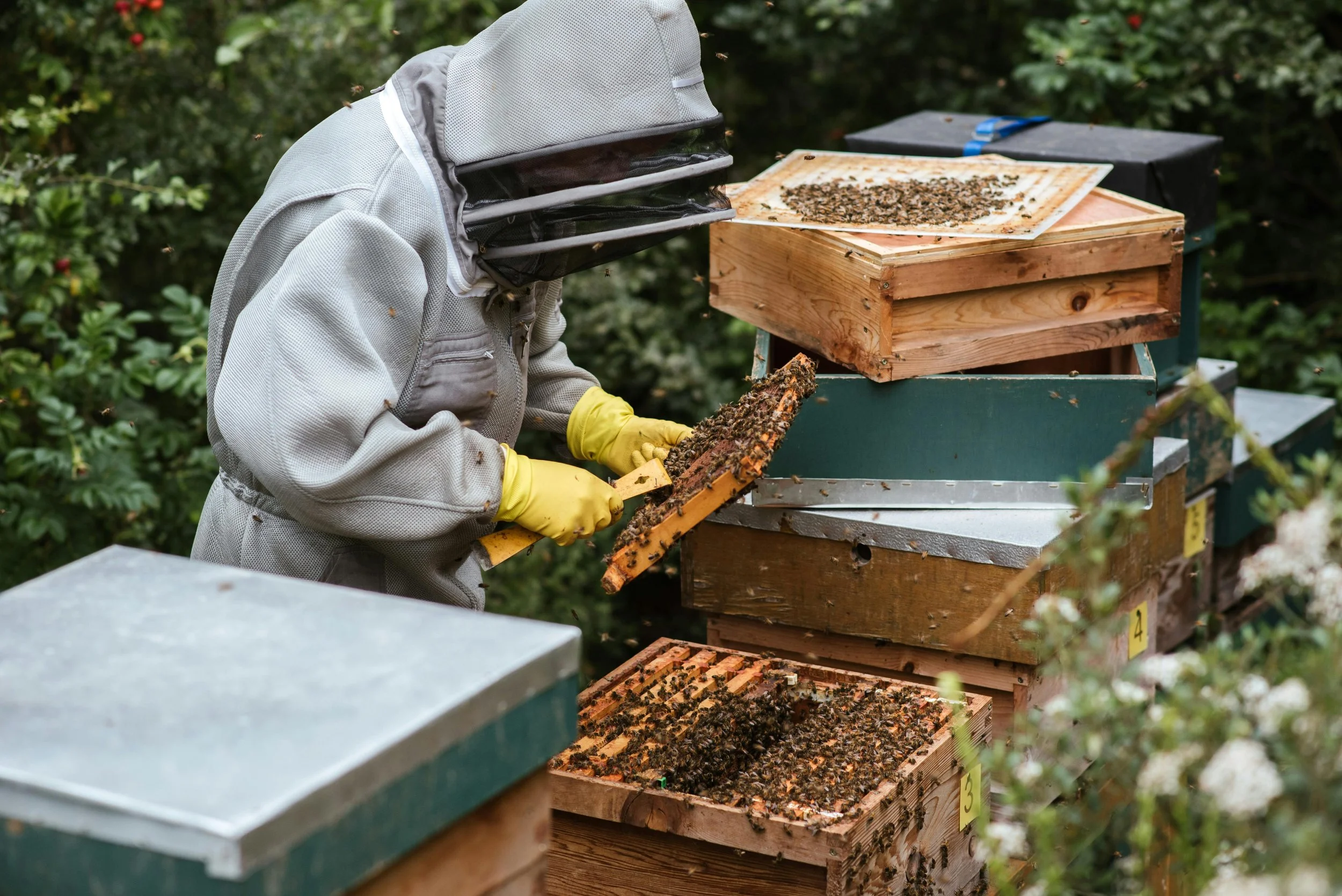 Bee keeper checking on a frame with bees from a hive | Solvang Gård