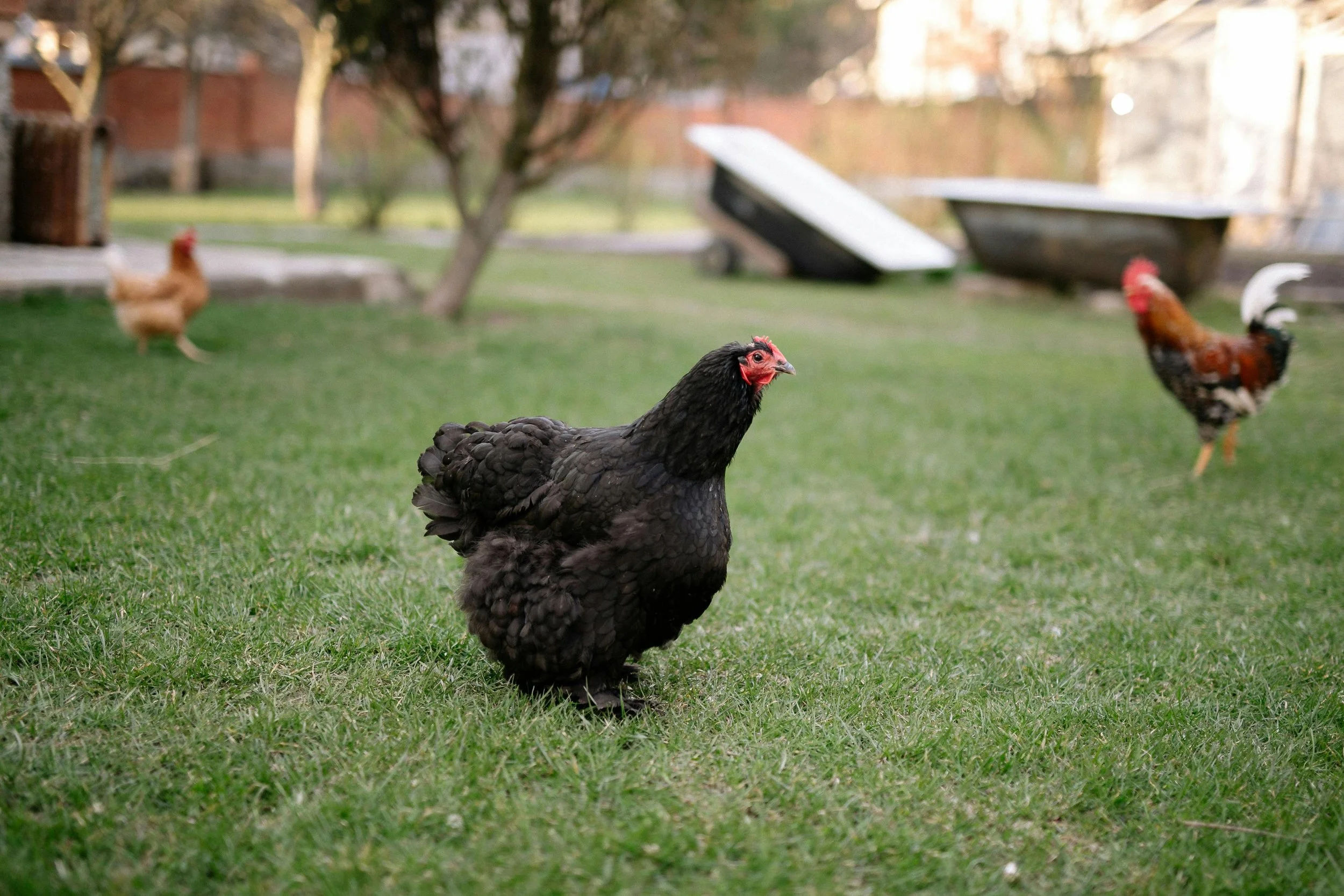 Free ranging chickens means poop everywhere - really everywhere | Solvang Gård