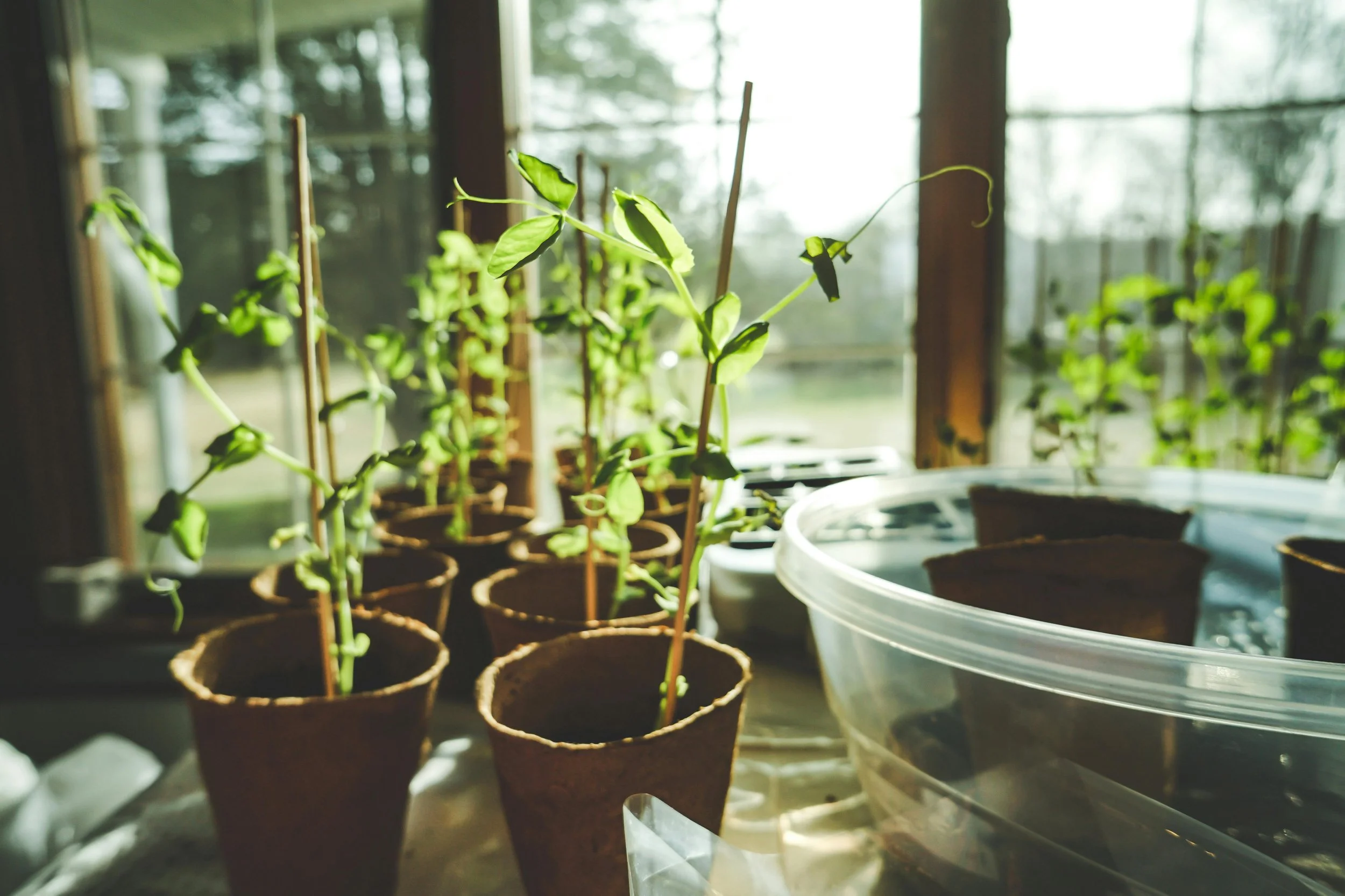 Growing sugar snap peas indoors gives you a head start to harvest the fist time in early summer | Solvang Gård