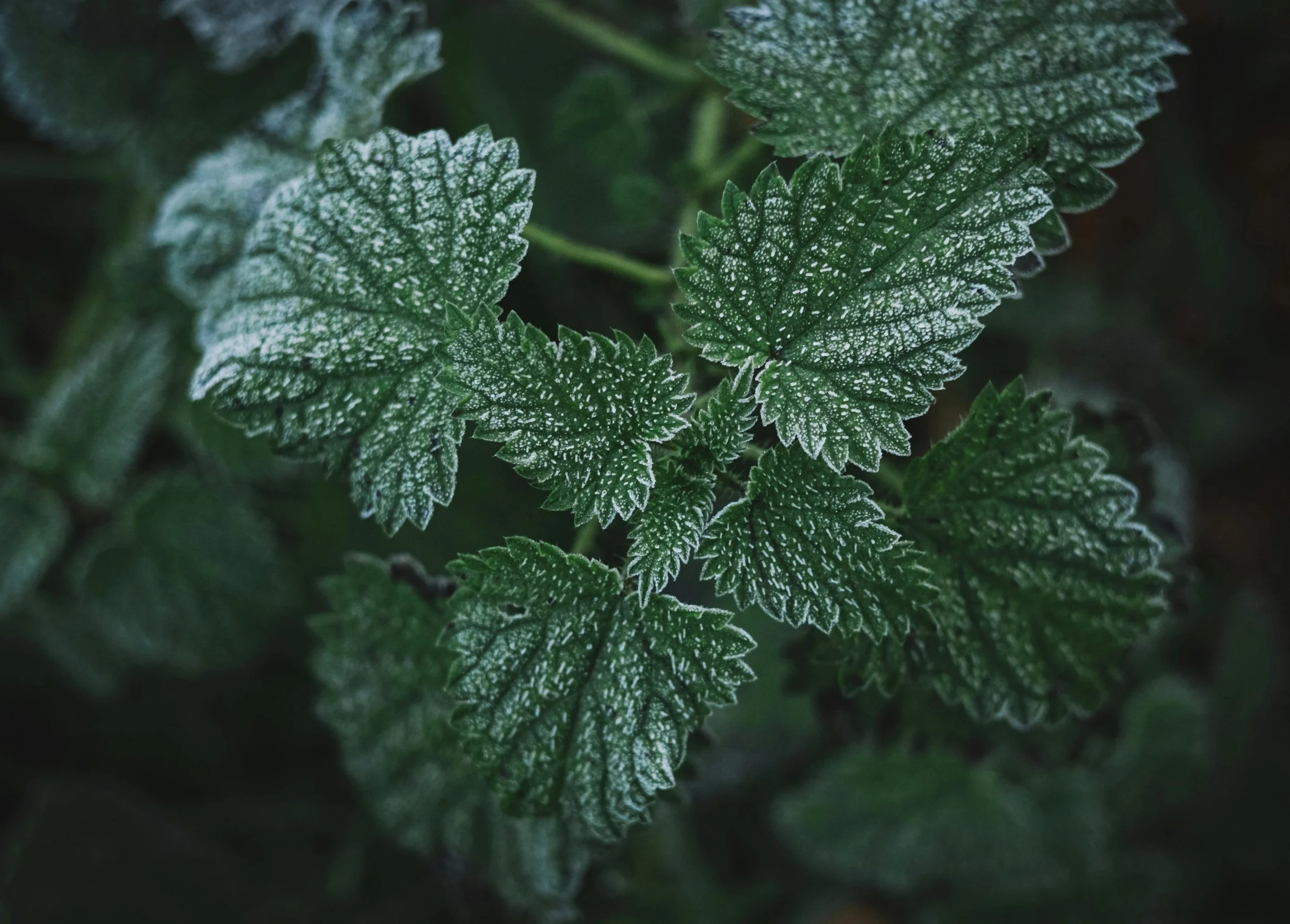 Nettles are not very liked because they sting - but they are nature's healers - for humans, plants and soil | Solvang Gård