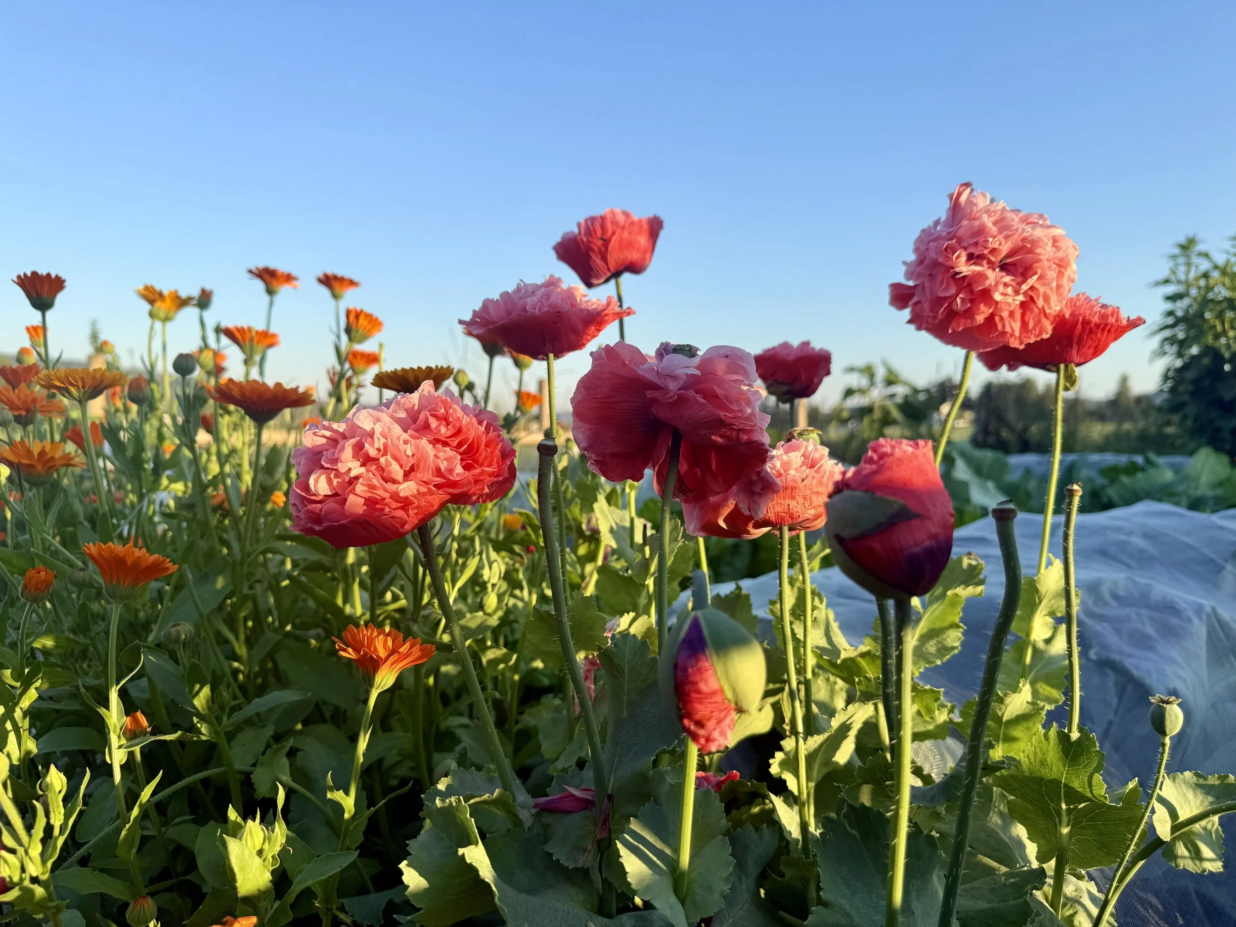 Poppies on the homestead | Solvang Gård