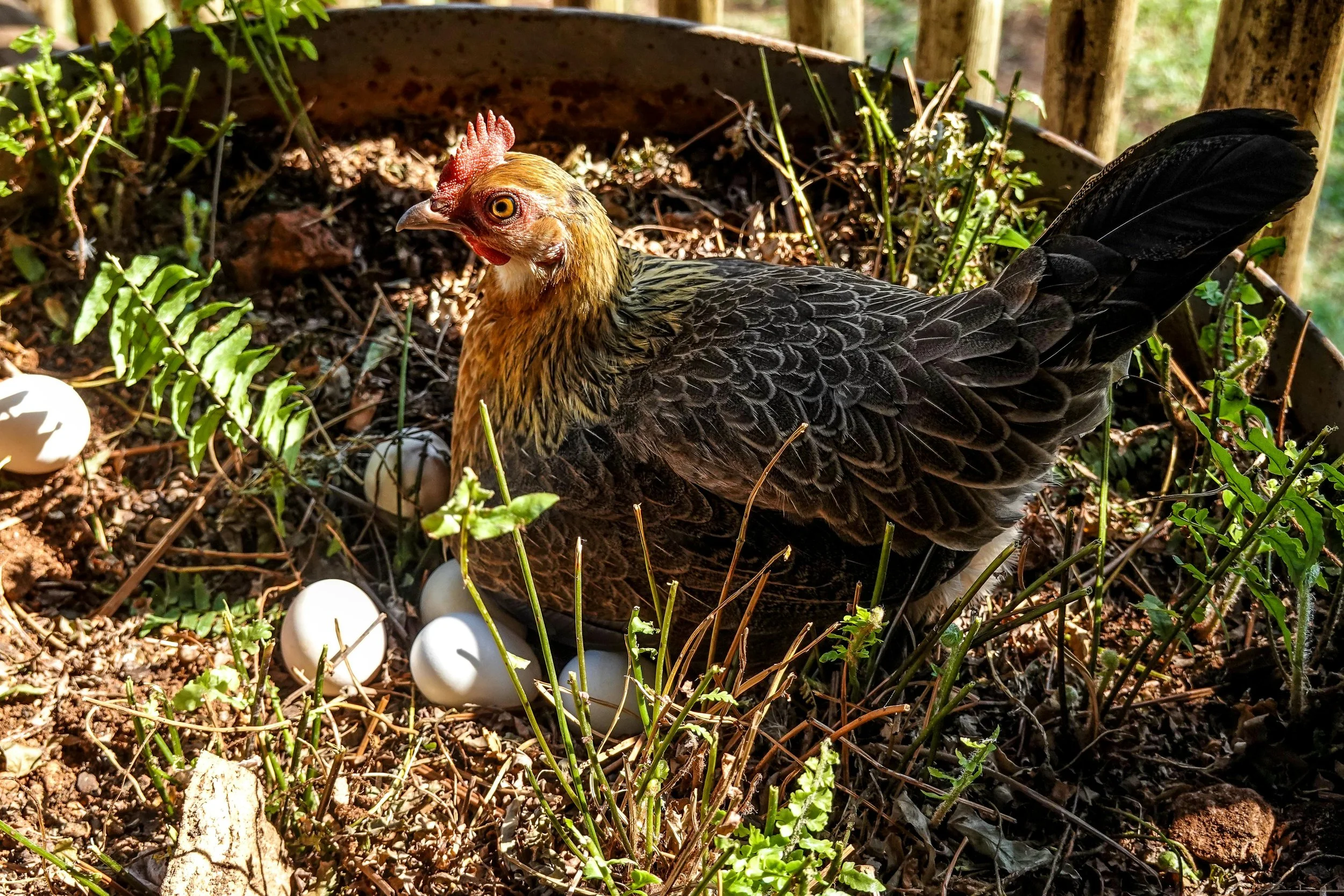 Free-range chickens make egg collecting to a daily egg-hunt | Solvang Gård