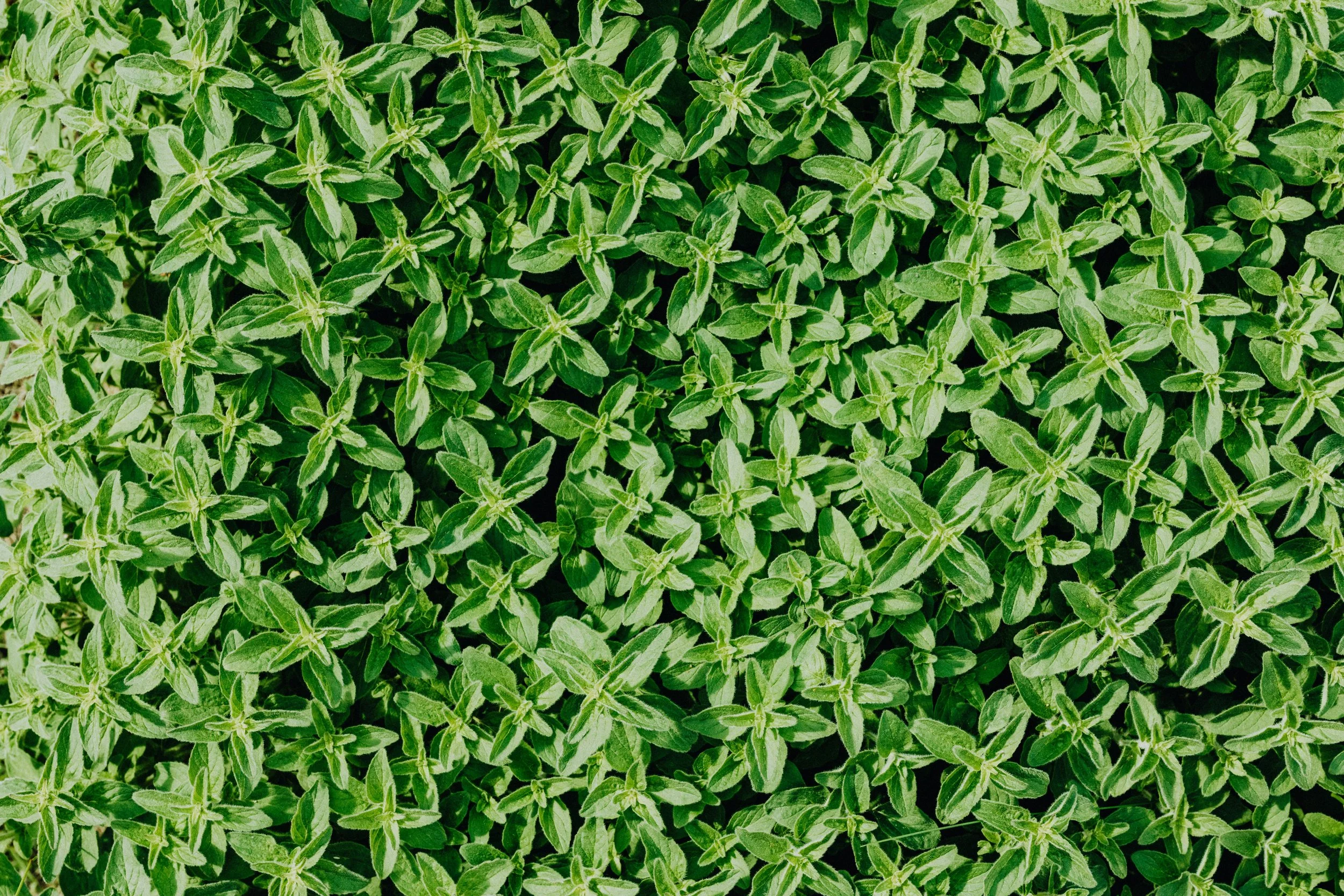 Thyme has not only a delicious taste, but also many medicinal benefits | Solvang Gård