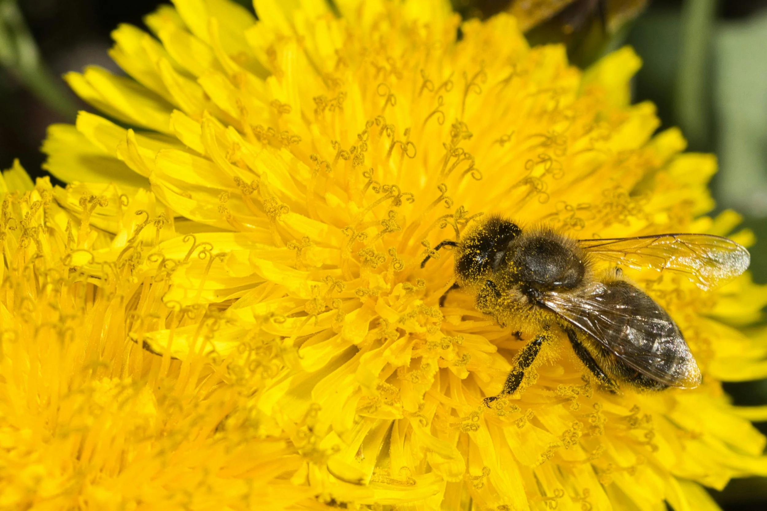 Most want to get rid of the "pest" dandelion, while others are smart to use it's medicinal benefits and let it grow for insects | Solvang Gård