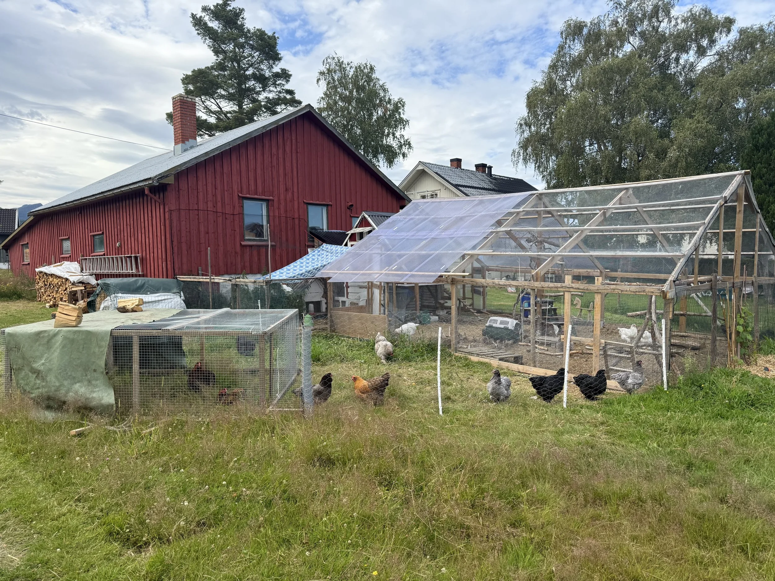 A enclosed chicken rund and a mobile chicken tractor provide all the pros | Solvang Gård