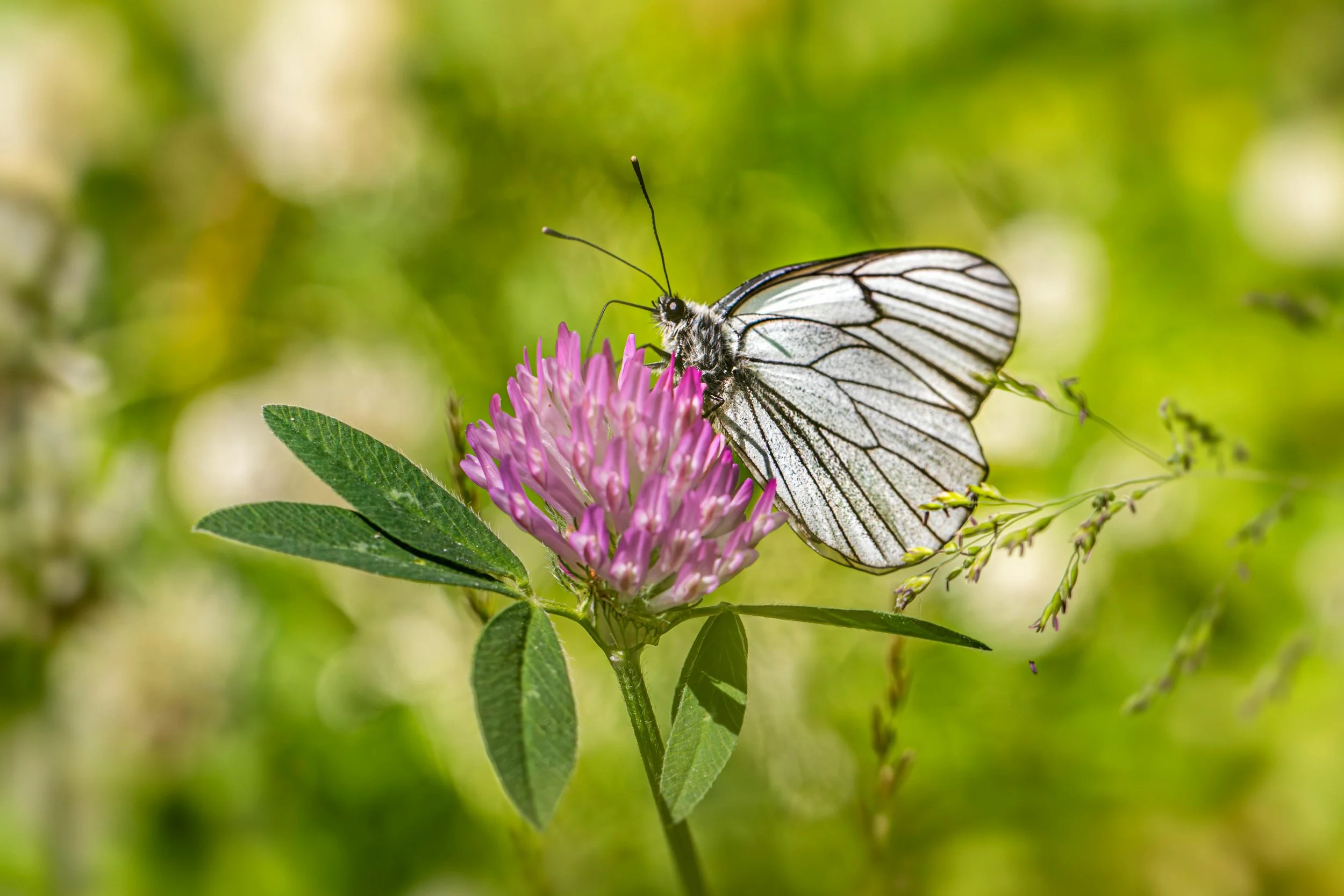 Red clover has many benefits - for the garden and for medicinal use | Solvang Gård