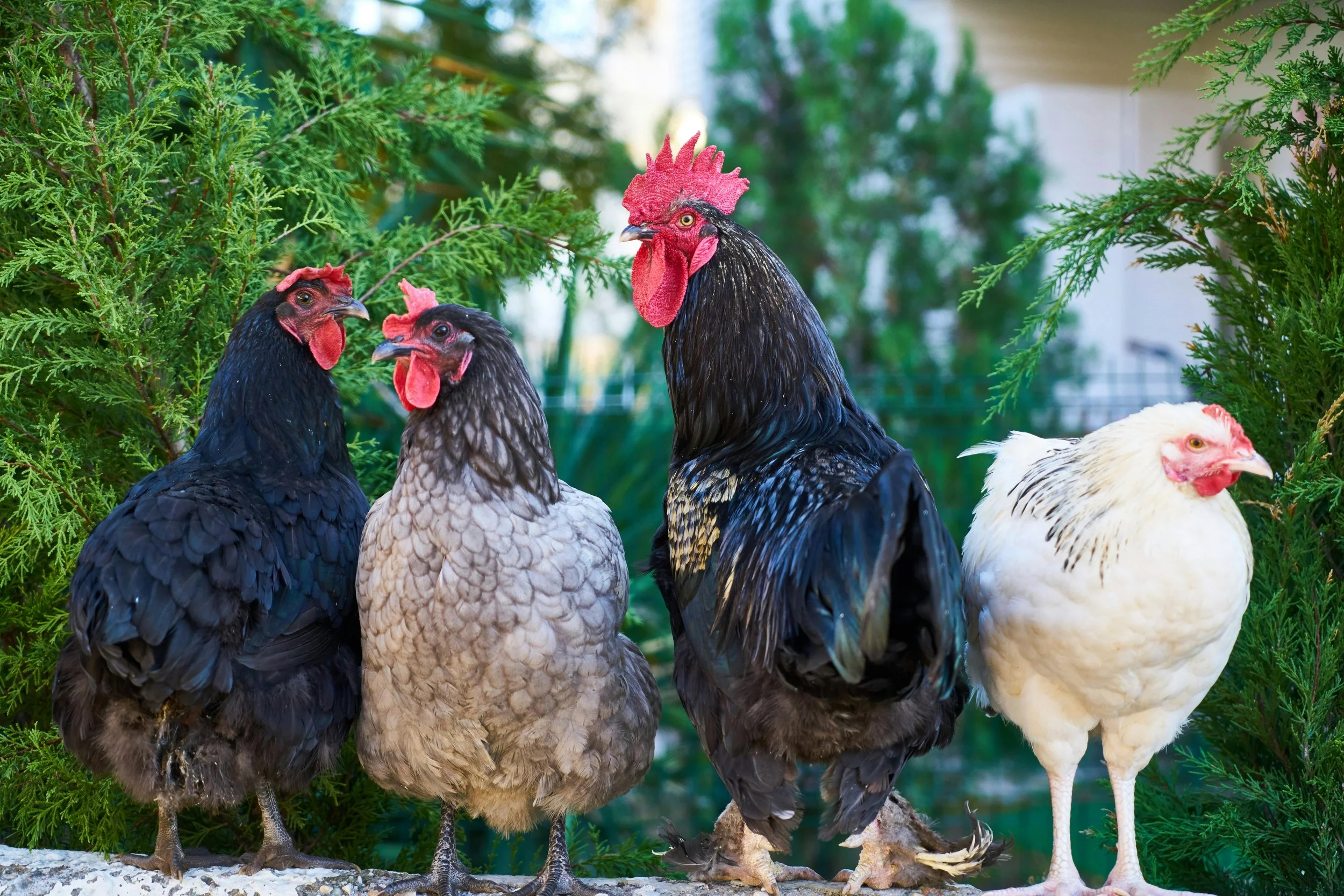 Free ranging chickens - the best life a chicken can have.... Really? | Solvang Gård