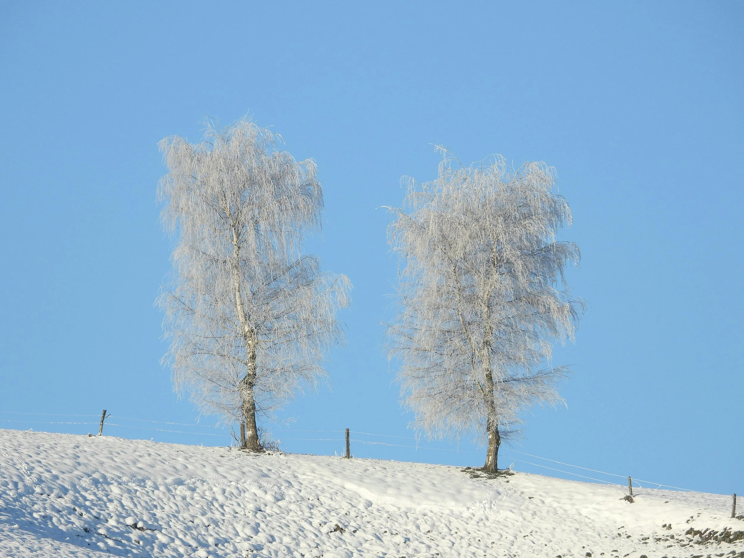 Birch sap and other parts of the birch have been used as medicine for thousands of years | Solvang Gård