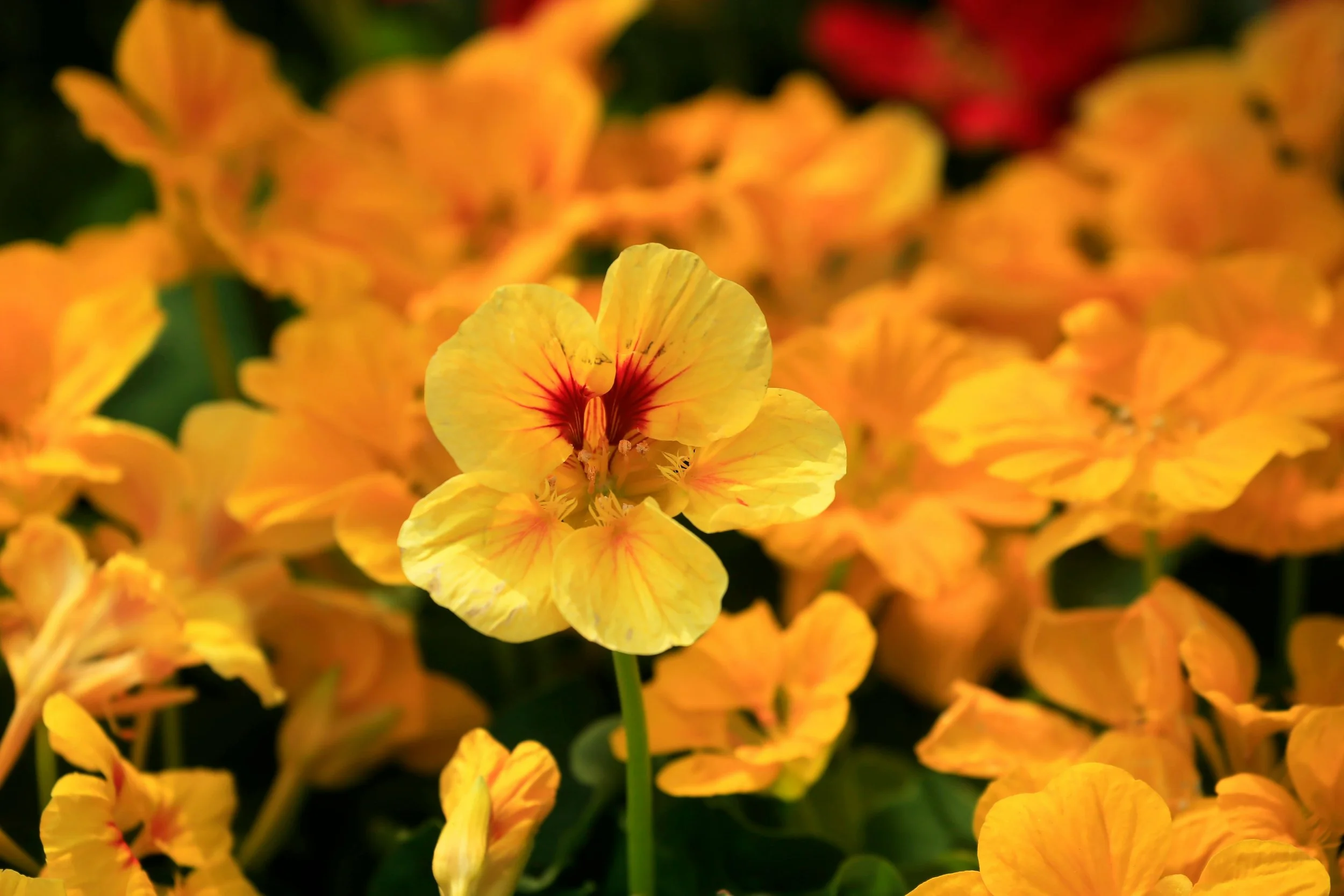 Nasturtium is completely edible, has medicinal benefits and even keeps snails and other gardener's enemies away.