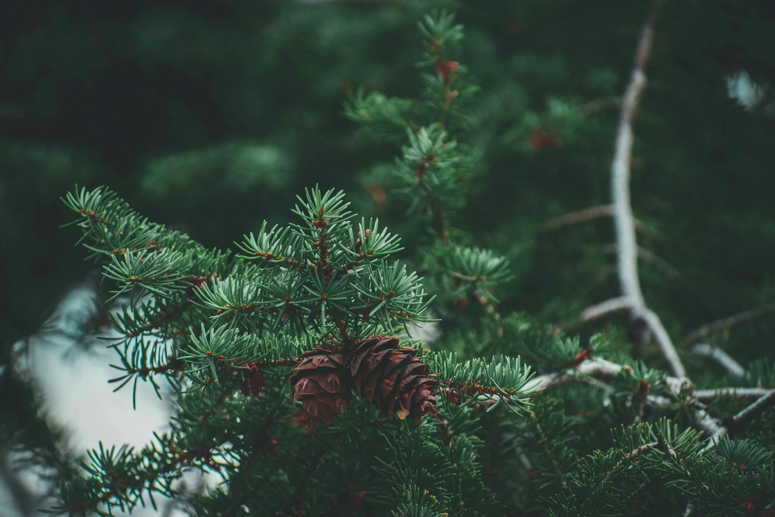 Pine is not only good for wood - it has surprising medicinal benefits | Solvang Gård