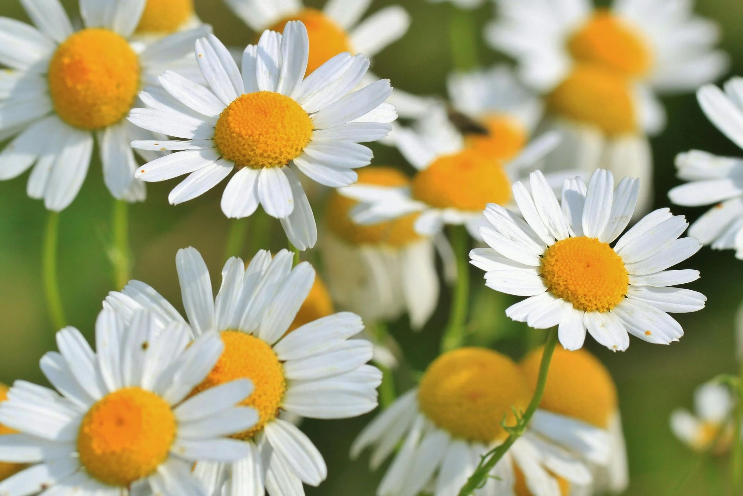Chamomille (Matricaria chamomilla) attracts not only insects, it also has many medicinal benefits | Solvang Gård