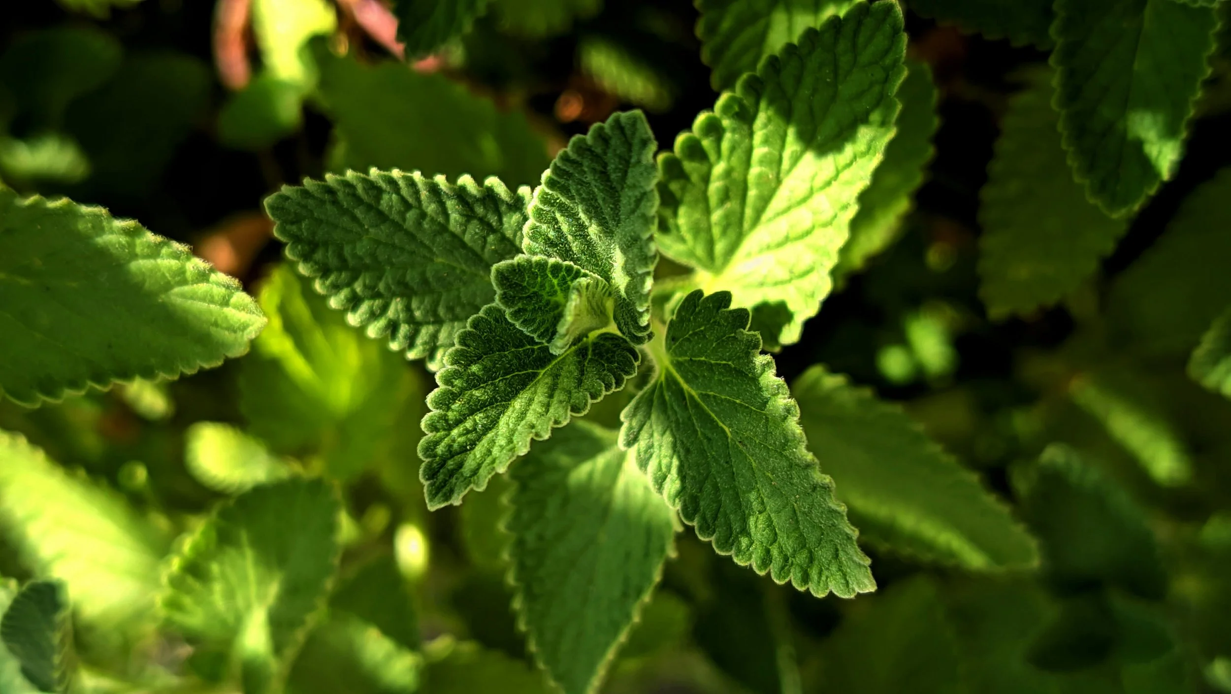 Mint is not only delicious as food, it also has many medicinal benefits | Solvang Gård