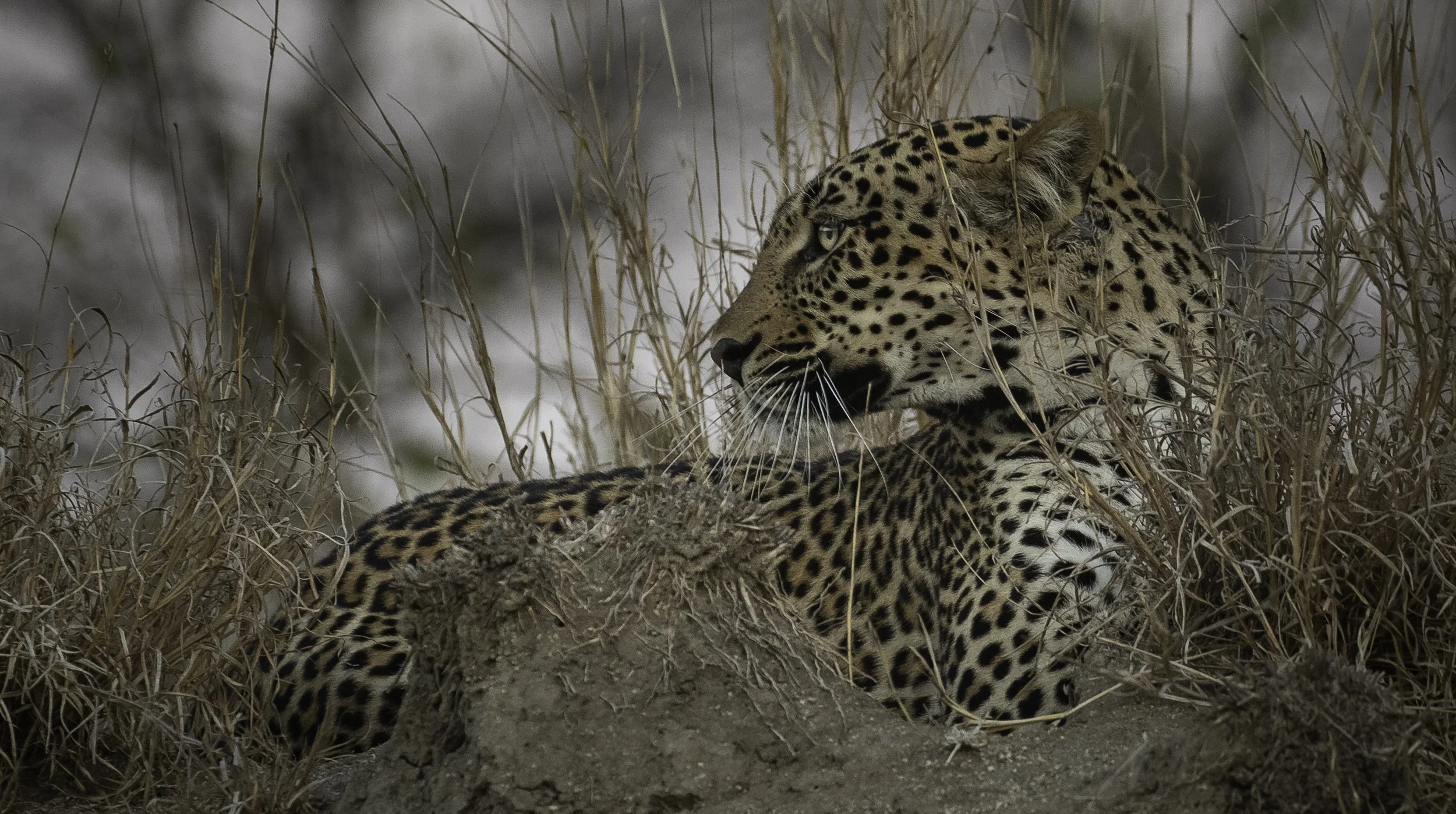 7 Night South Africa - Big Cats and Ancient Forests