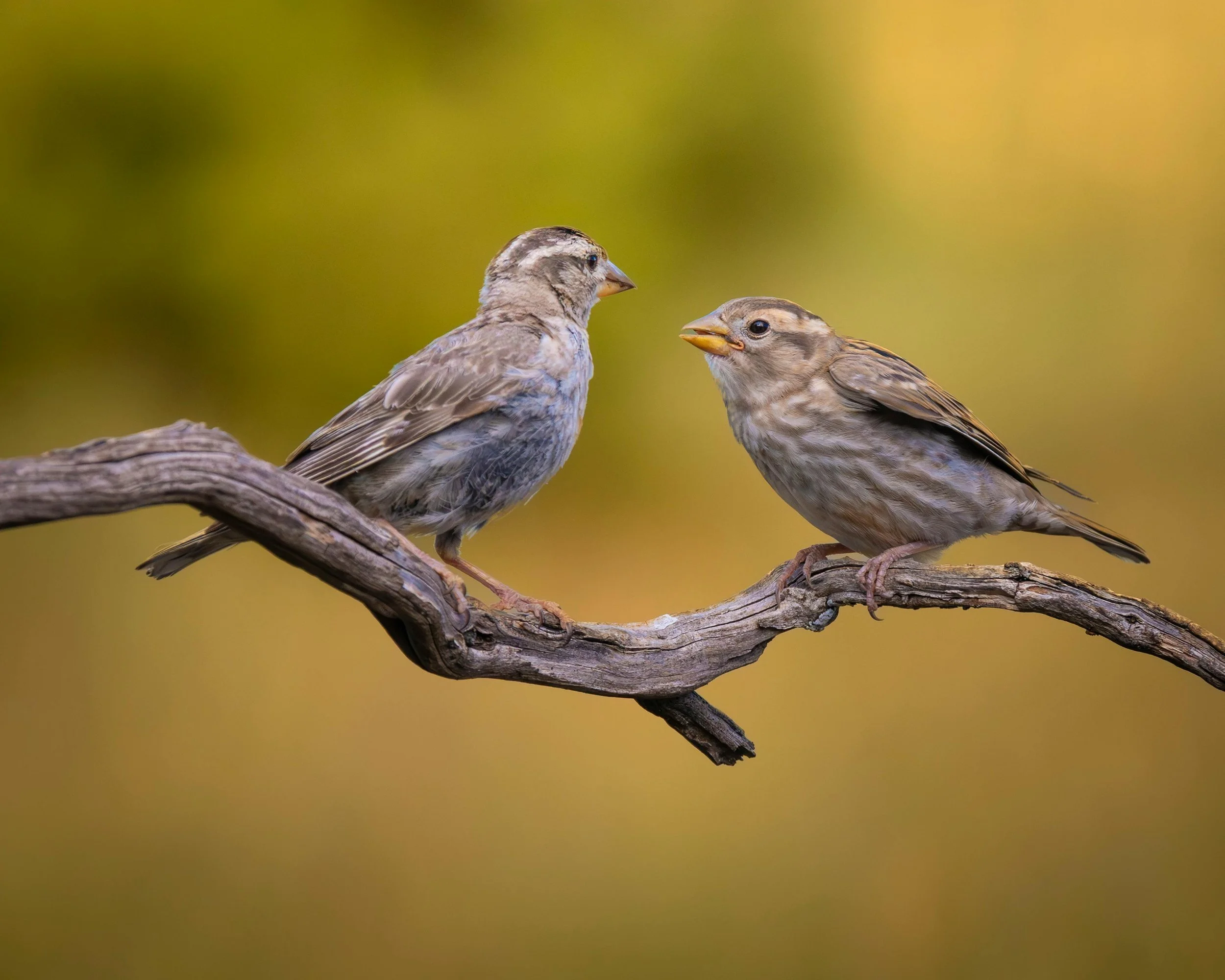 Geometric drawing of an outline square with sections divided by vertical, horizontal, and circle lines.