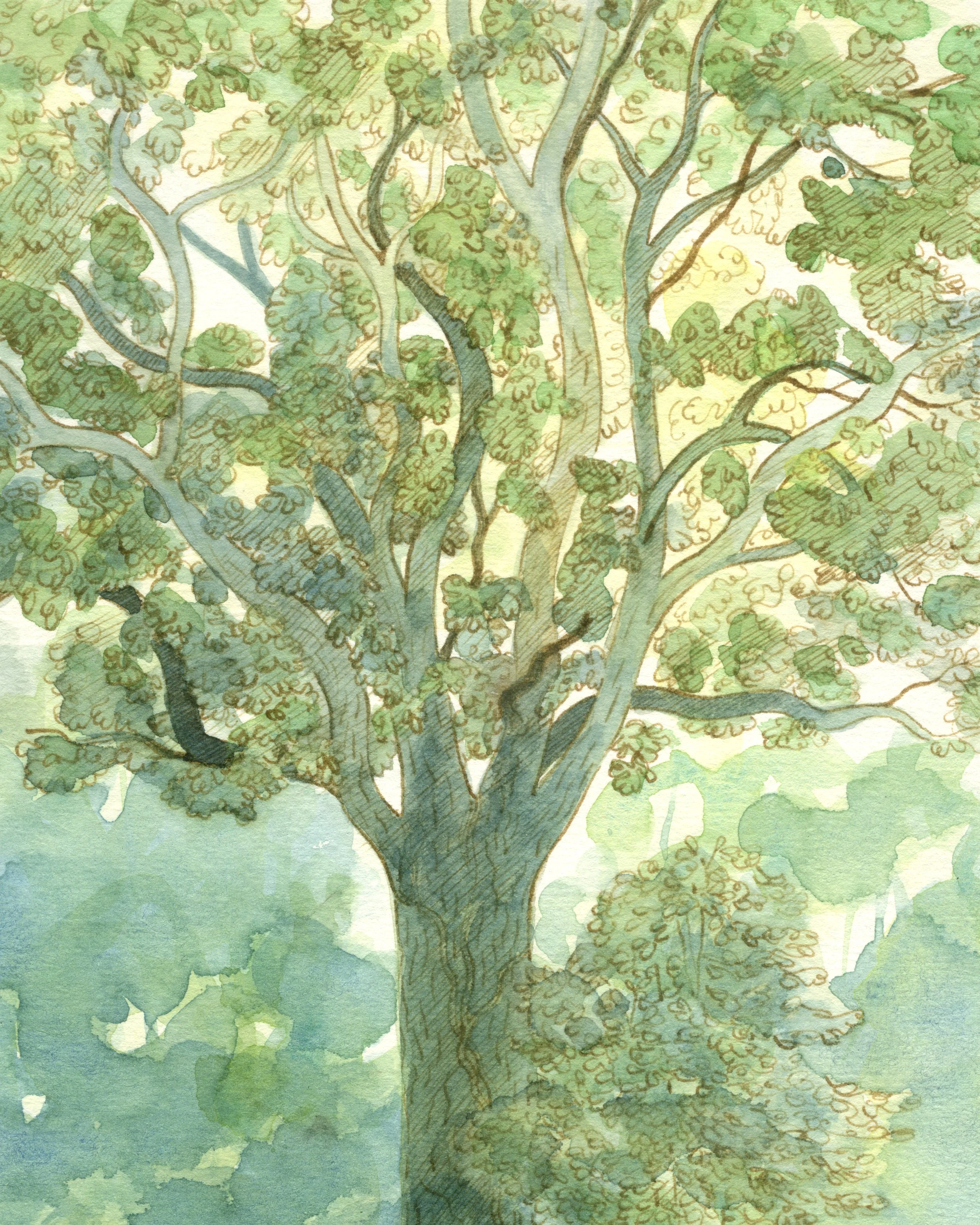 Le chêne – Aude Picault