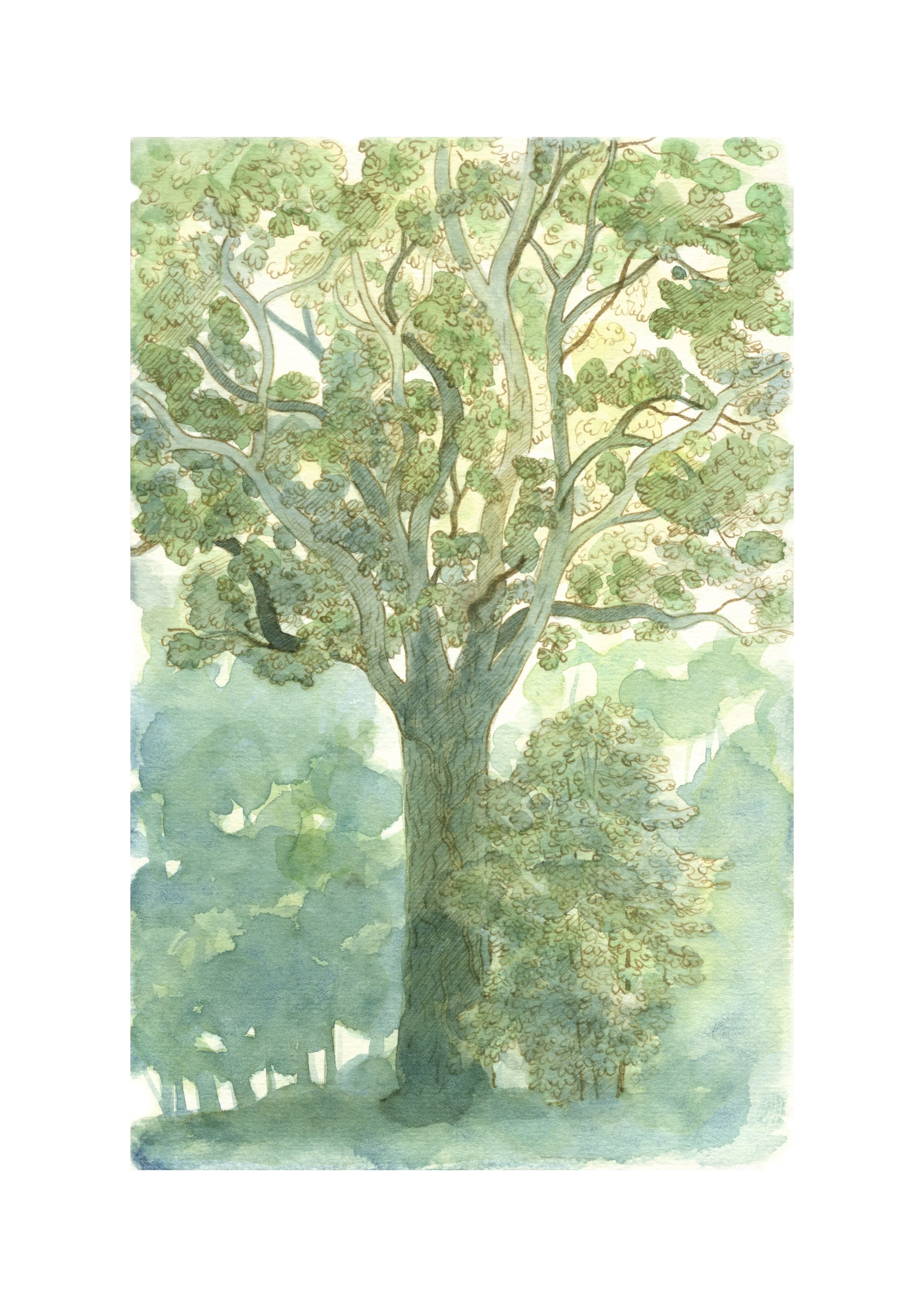 Arbre_profil_AdobeRGB1998 copie.jpg