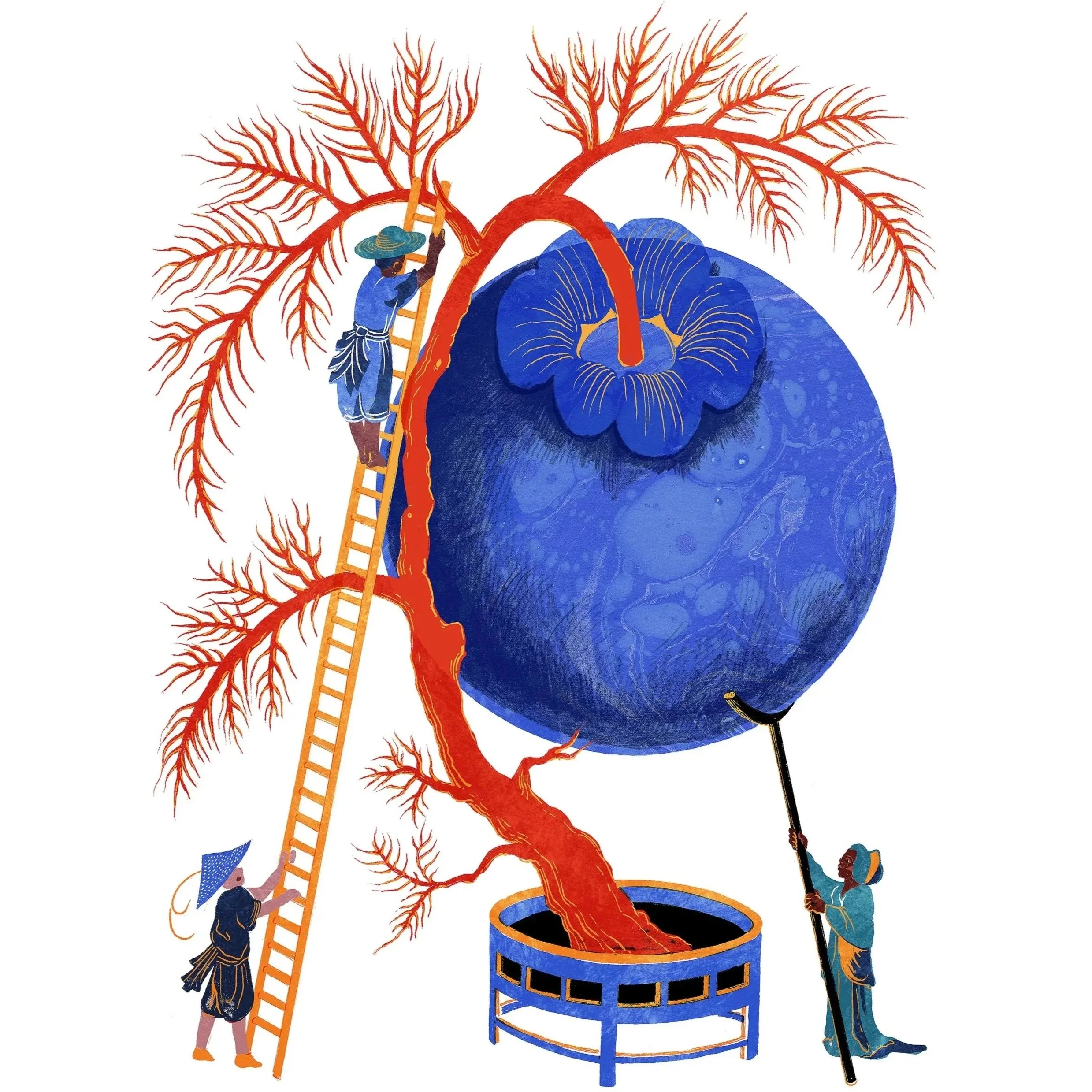 La récolte du Superbleu – Valentine Cuny-Le Callet