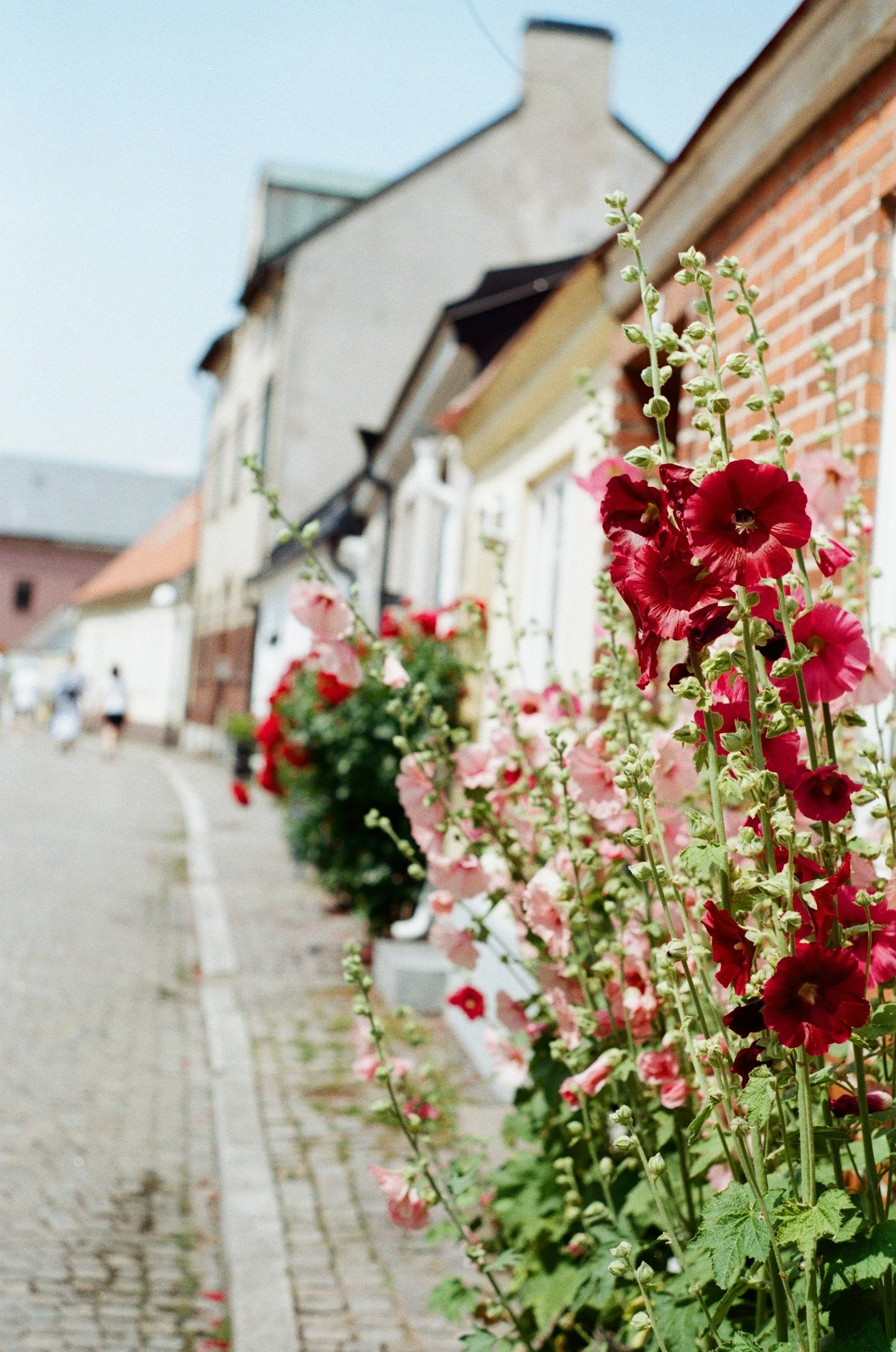 Close-up of pink and red flowers along a sidewalk in front of colorful houses in a small town.