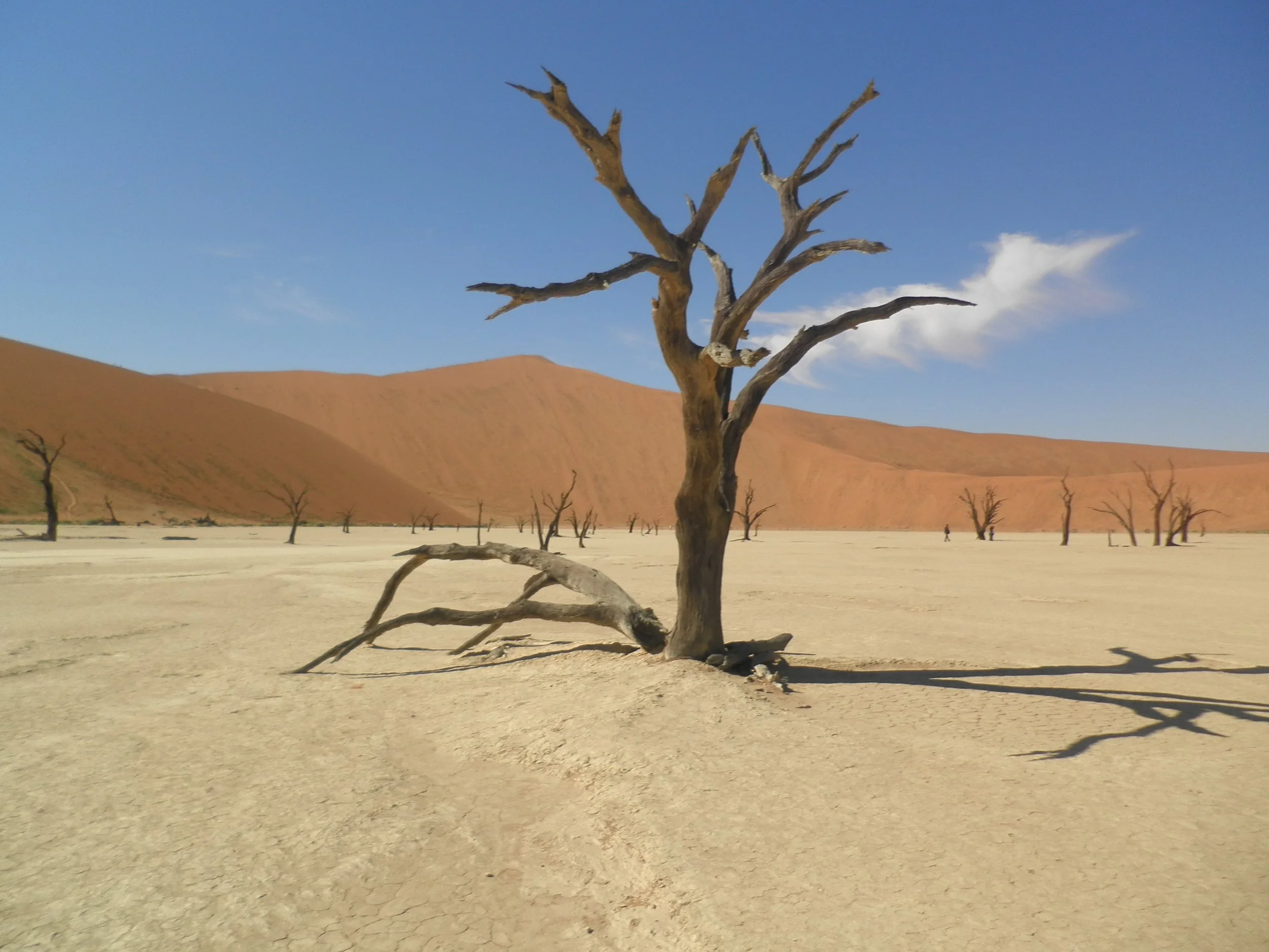 A dry, arid landscape with a centrally positioned dead, leafless tree casting a shadow on cracked ground, with distant similar trees, desert hills, and a blue sky with a few clouds.