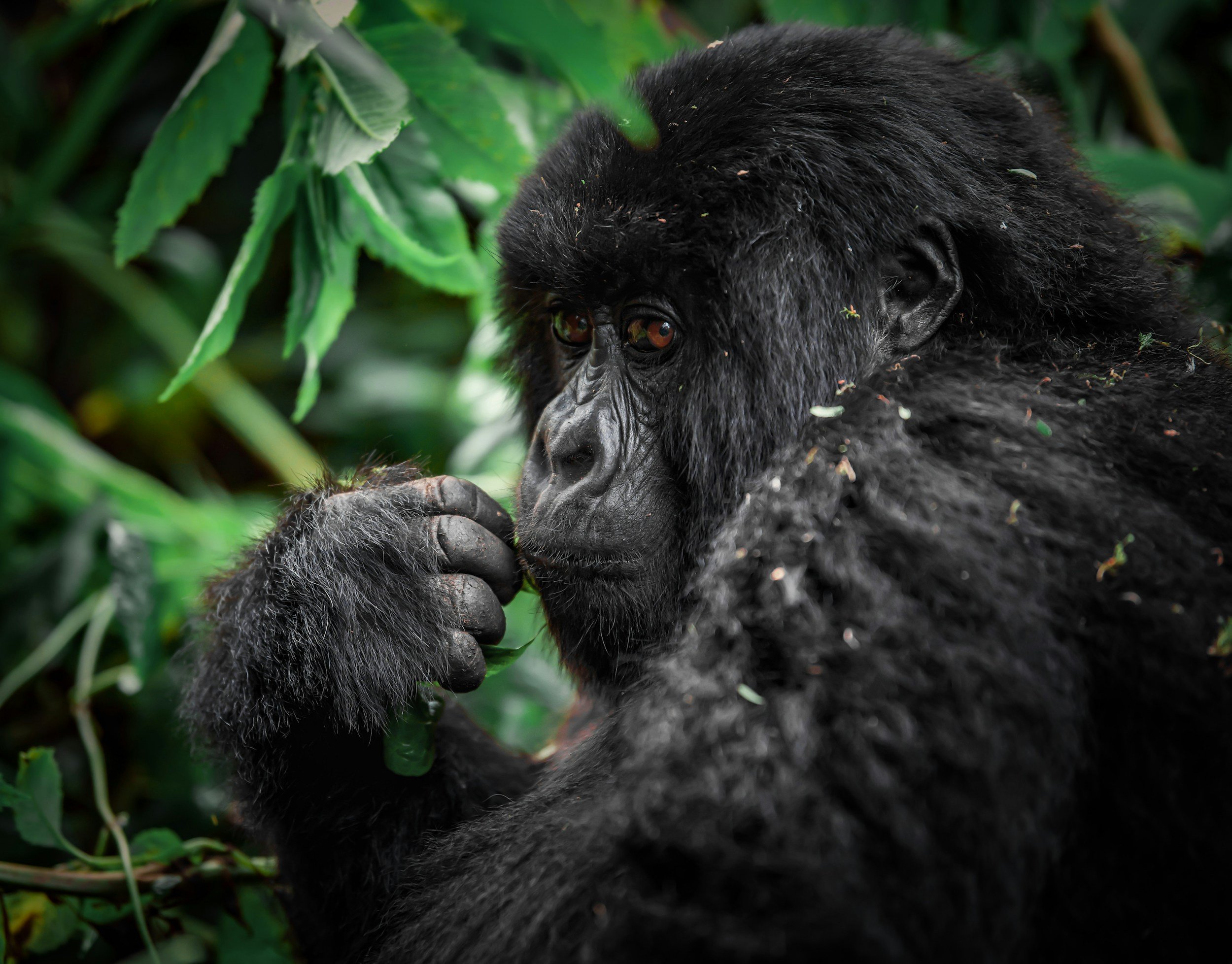 Close-up of a baby gorilla with black fur, sitting among green leaves and holding a branch.