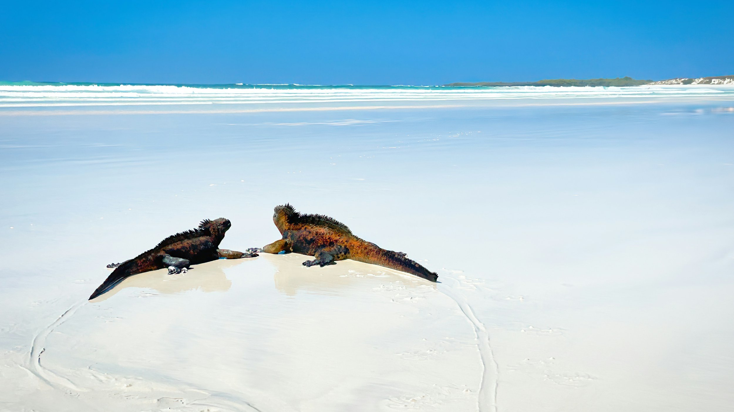 Two iguanas lying on a white sandy beach near the ocean with waves and a clear blue sky in the background.