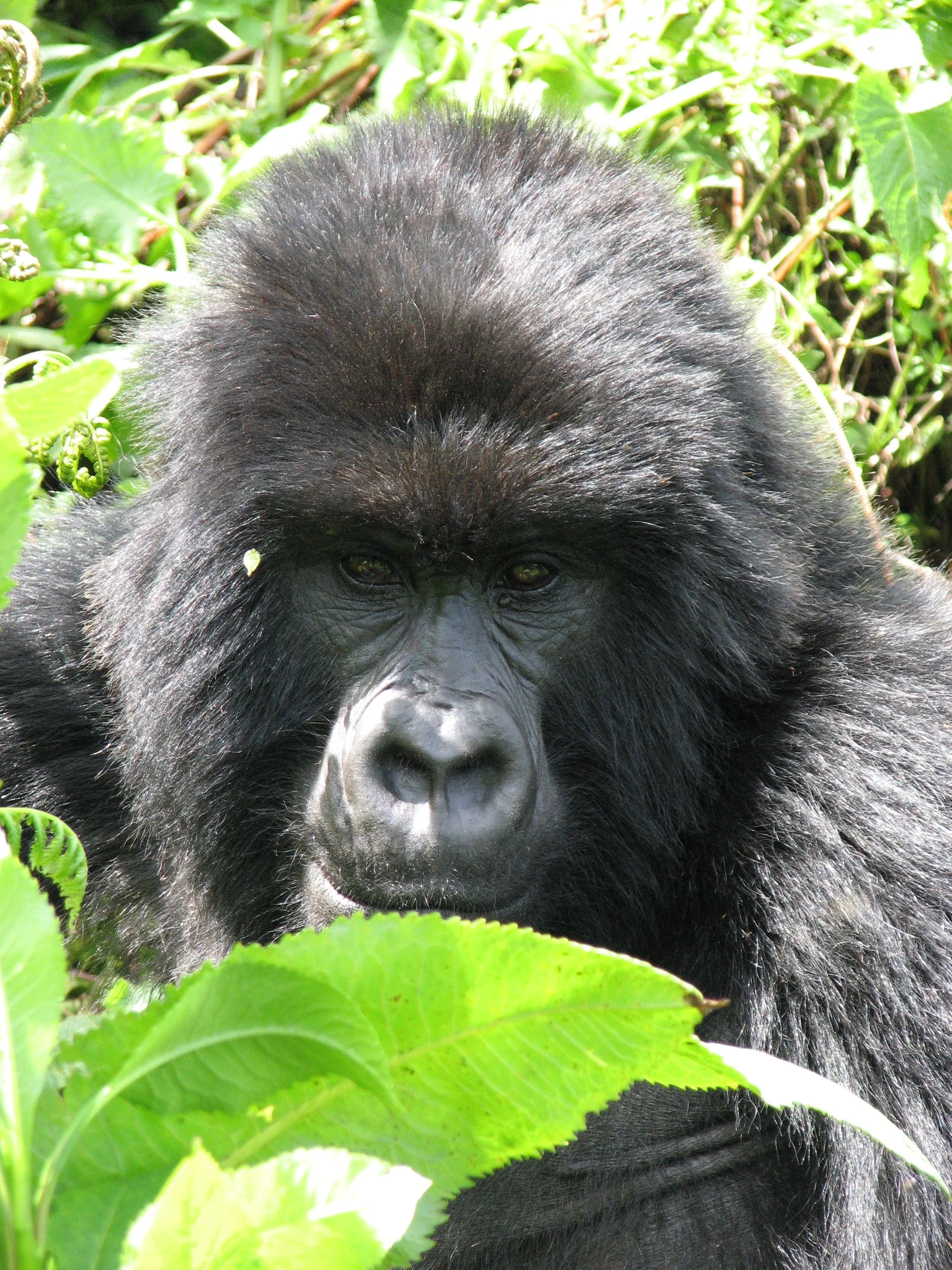 RWANDA-
Face to face with Gorillas, safari and more!